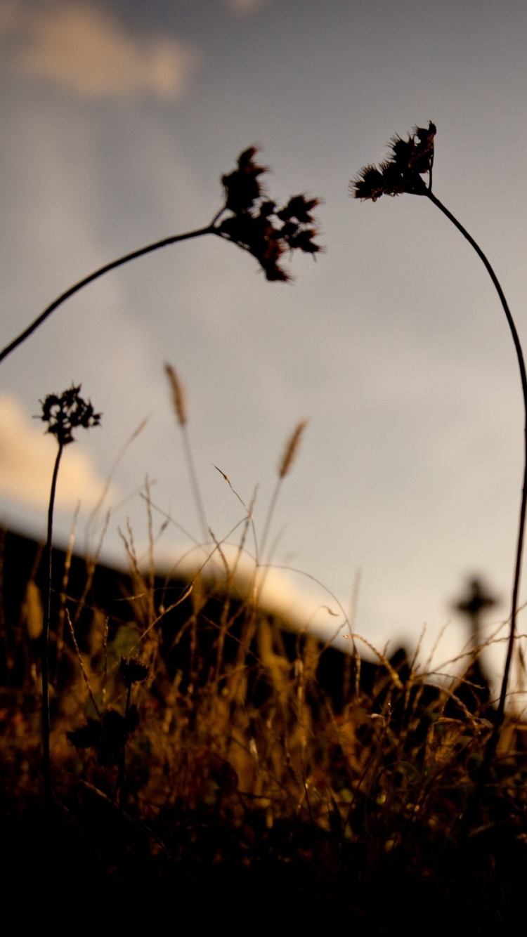 Обои глубина резкости, природа, облако, утро, солнечный свет в разрешении 750x1334