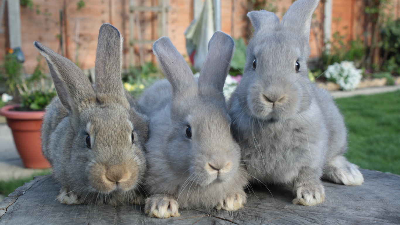 Обои Американский кролик, заяц, кролик, карликовый кролик, Кролиководство в разрешении 1366x768