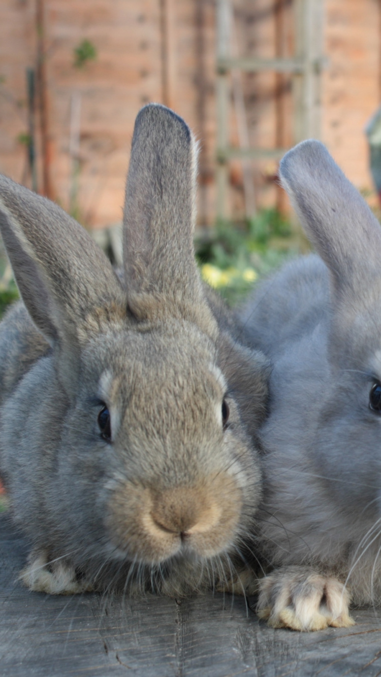 Обои Американский кролик, заяц, кролик, карликовый кролик, Кролиководство в разрешении 750x1334