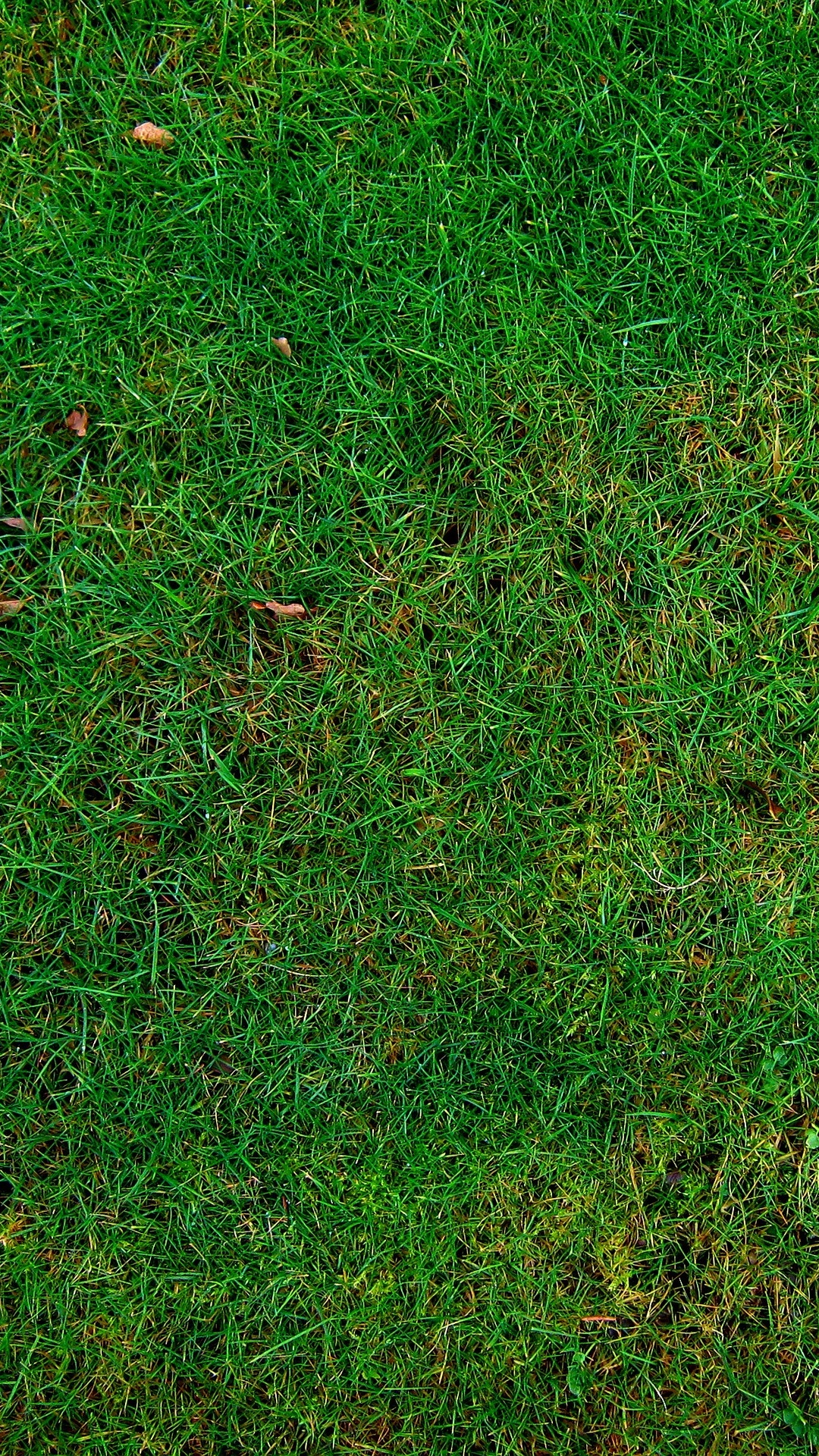 Обои газон, трава, зеленый, растение, семейство травы в разрешении 1080x1920