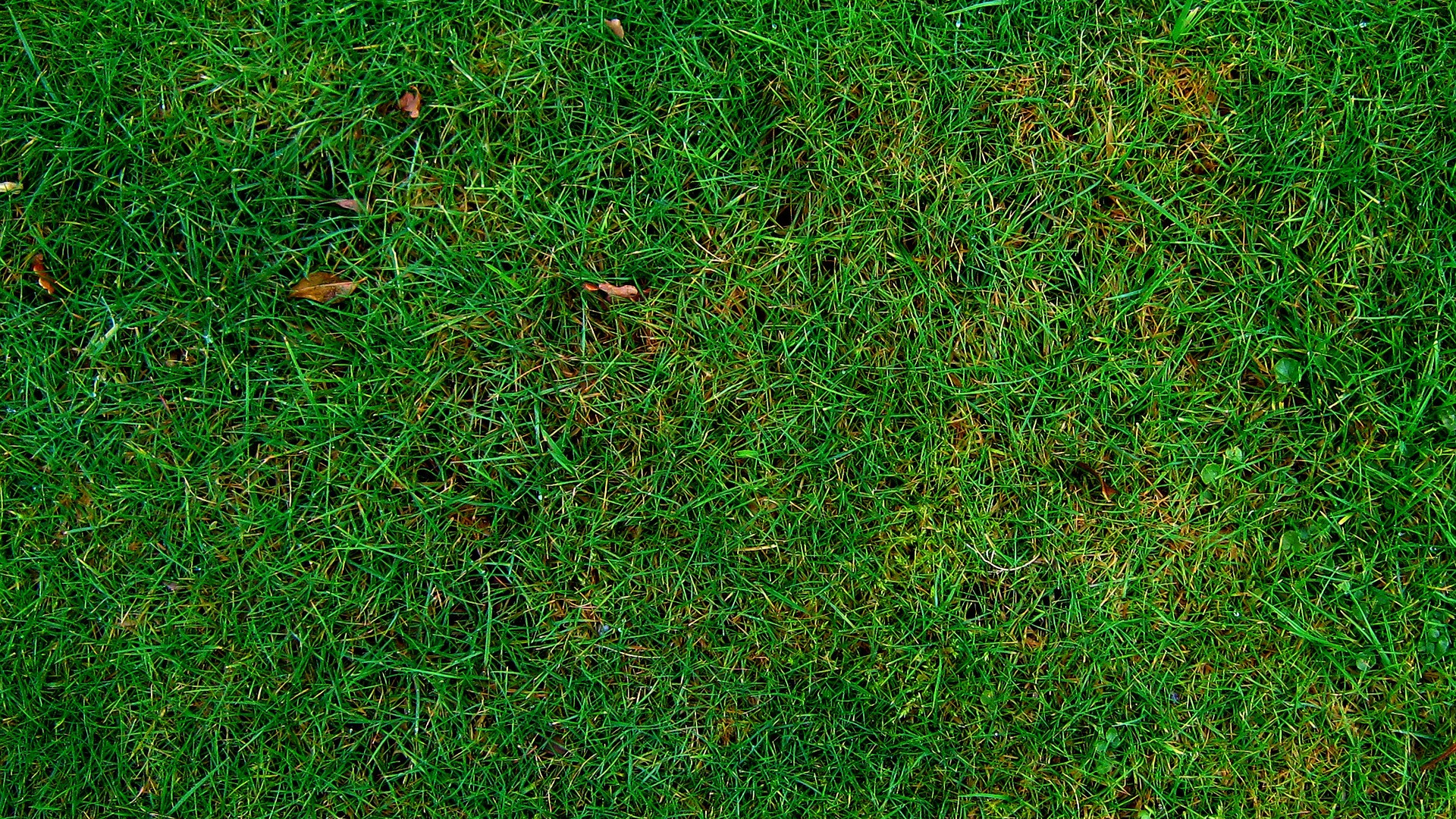 Обои газон, трава, зеленый, растение, семейство травы в разрешении 1920x1080