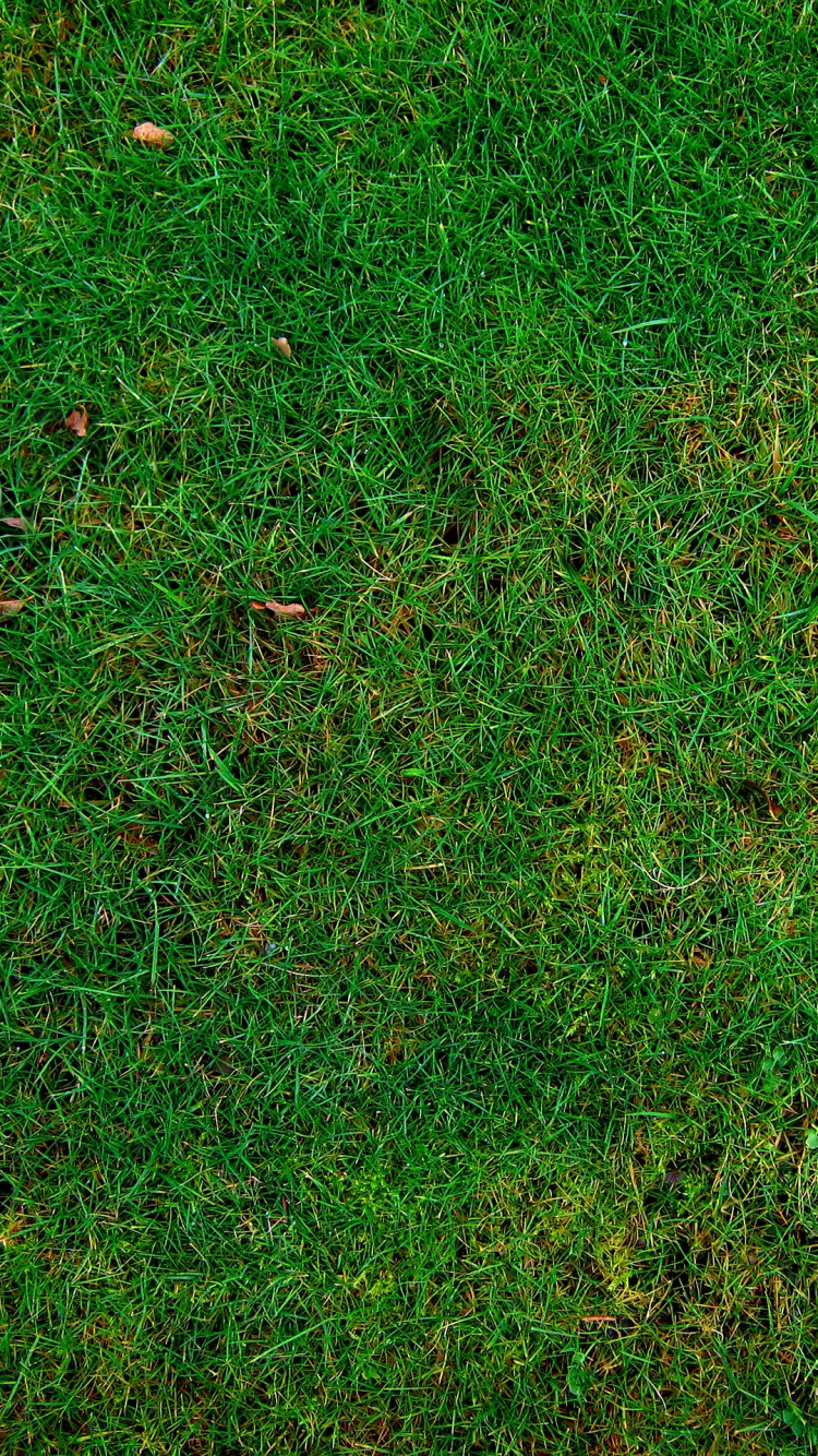 Обои газон, трава, зеленый, растение, семейство травы в разрешении 750x1334