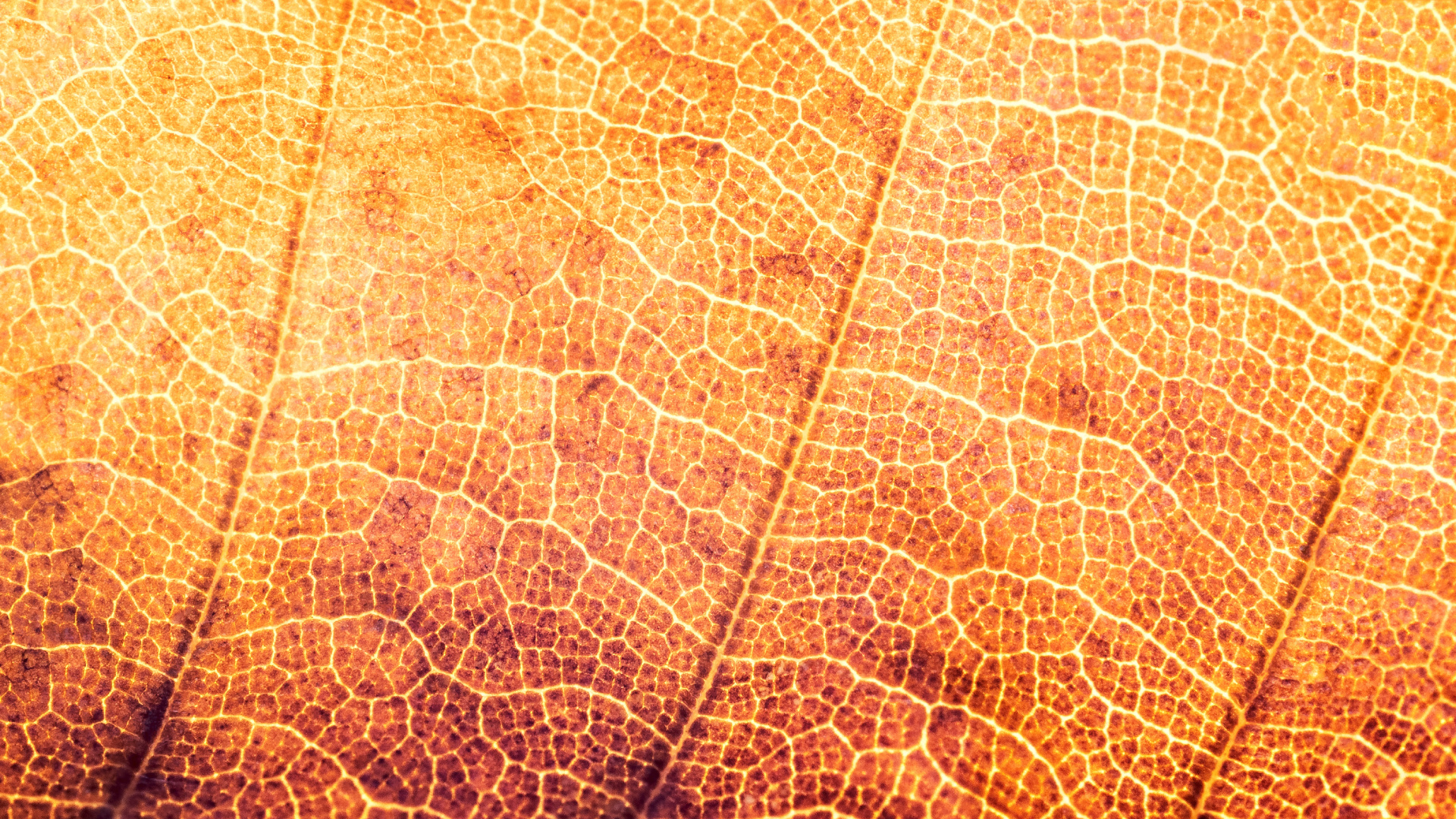 Обои текстура, лист, растение, осень, завод в разрешении 1920x1080