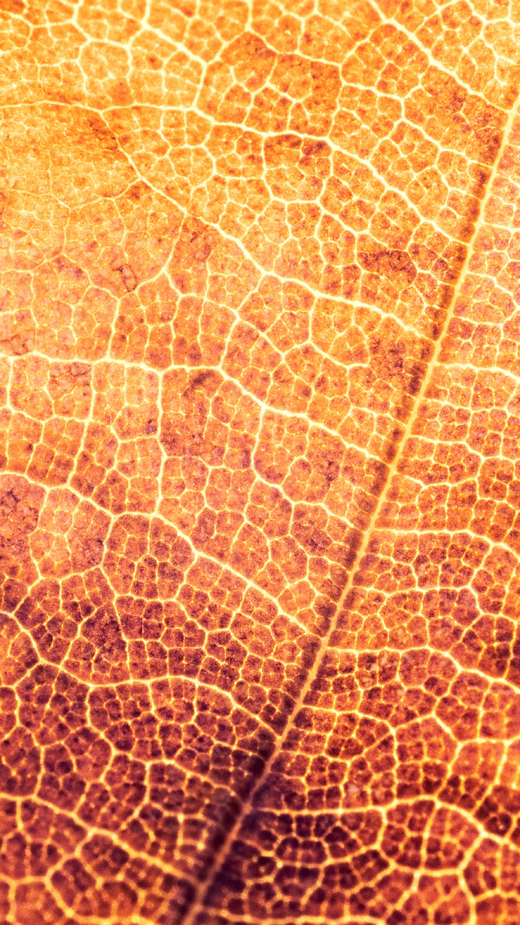 Обои текстура, лист, растение, осень, завод в разрешении 750x1334