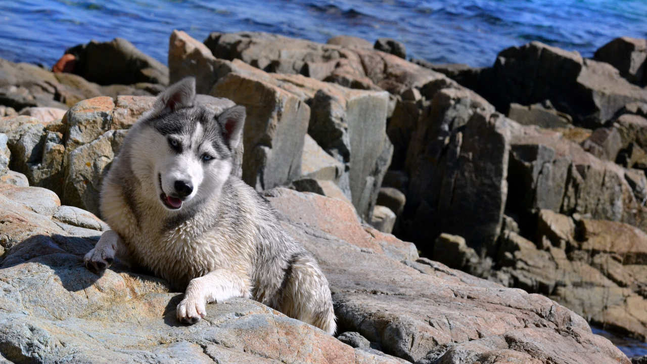 Обои Себирская Хаски, аляскинский маламут, щенок, хаски, гренландская собака в разрешении 1280x720