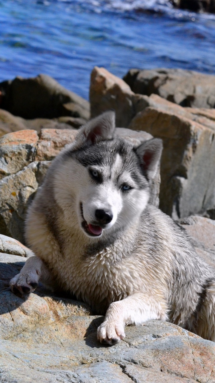 Обои Себирская Хаски, аляскинский маламут, щенок, хаски, гренландская собака в разрешении 720x1280