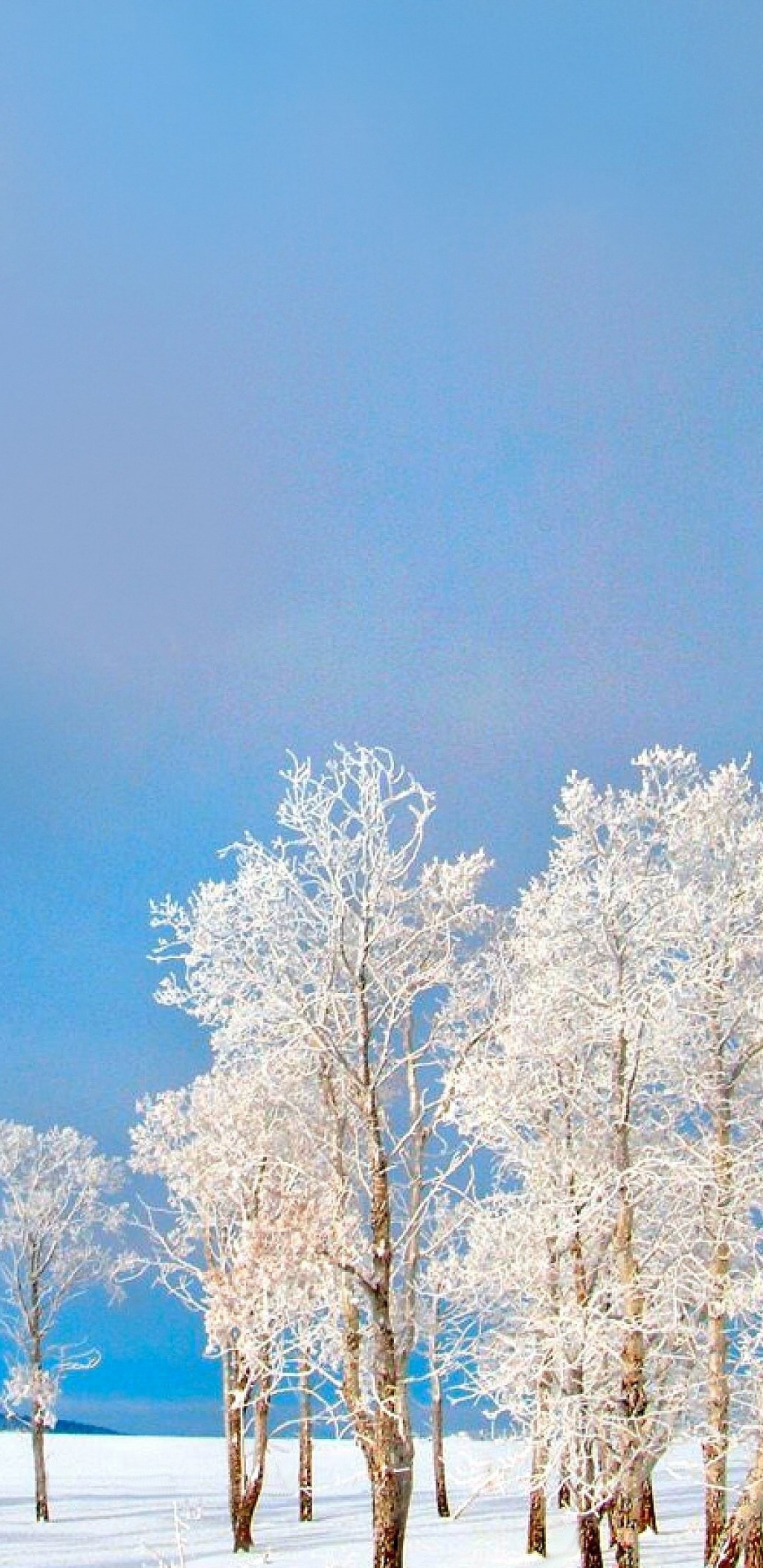 Обои зима, снег, дерево, замораживание, мороз в разрешении 1440x2960