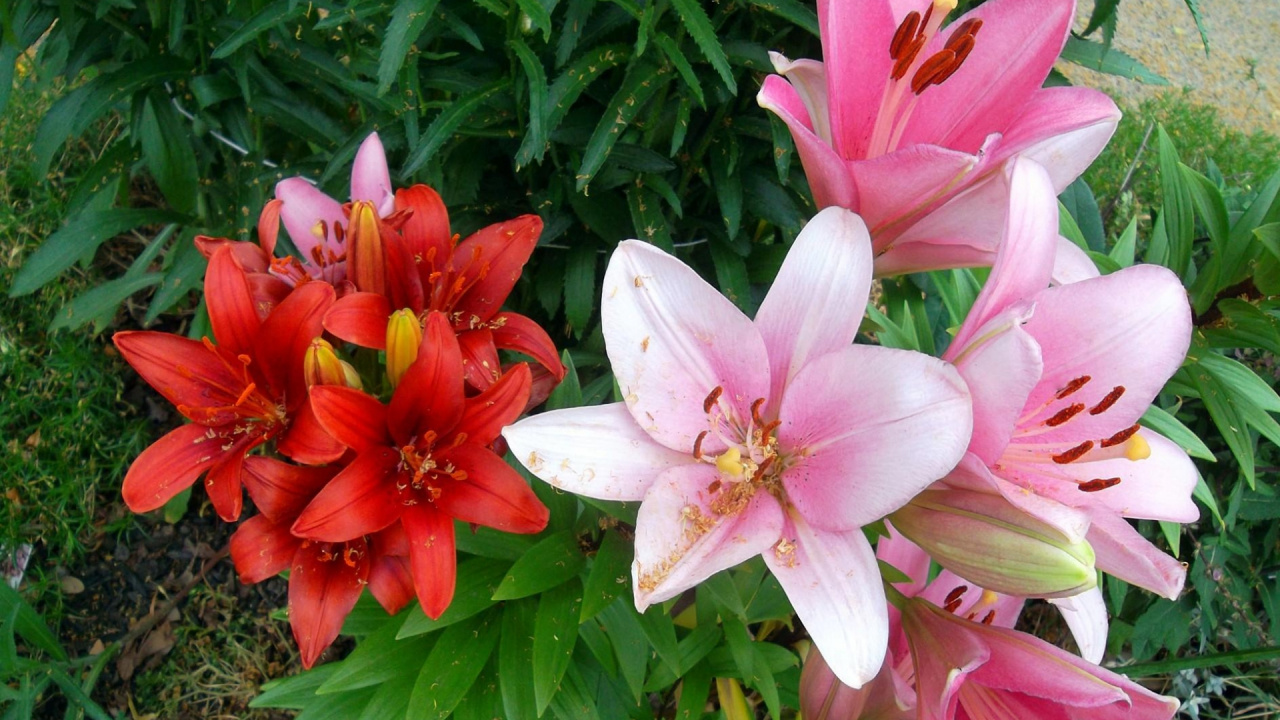 Обои сад, цветковое растение, растение, лепесток, семейство лилейные в разрешении 1280x720