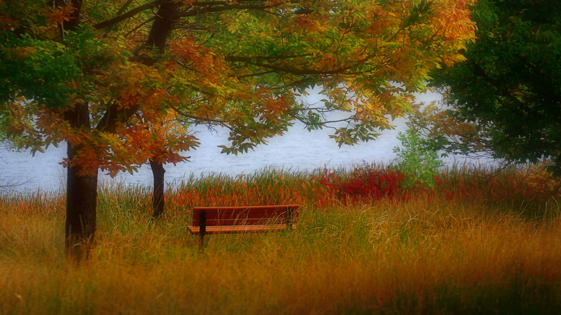 Обои осень, природа, дерево, лист, прерия в разрешении 1920x1080