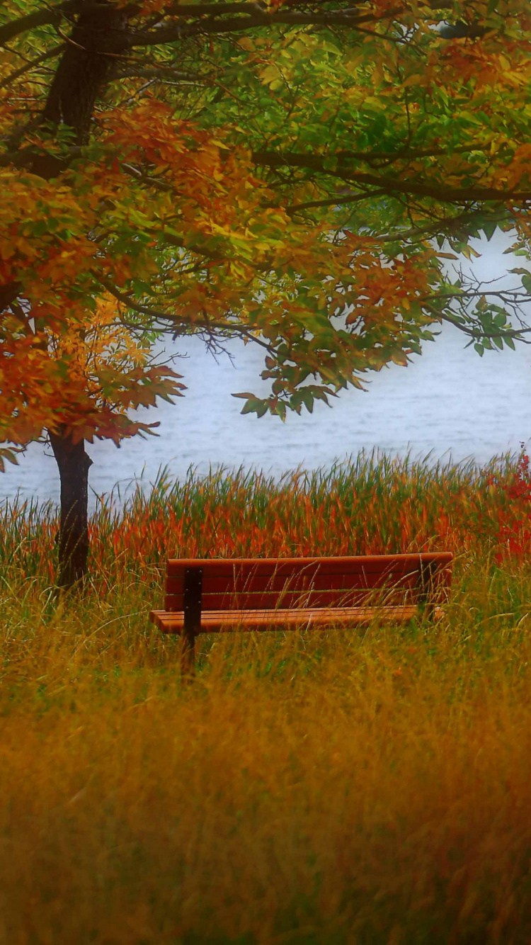 Обои осень, природа, дерево, лист, прерия в разрешении 750x1334