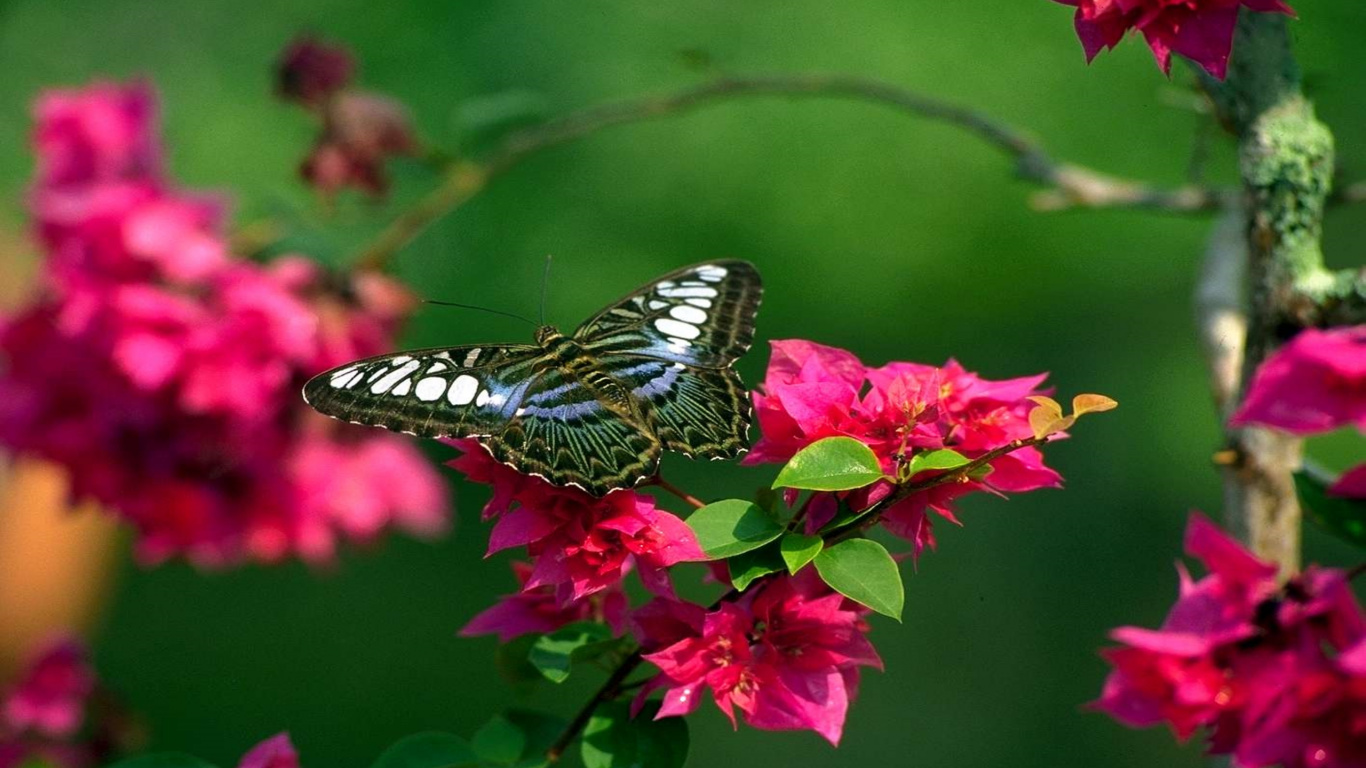 Обои цветок, природа, бабочка, насекомое, мотыльки и бабочки в разрешении 1366x768
