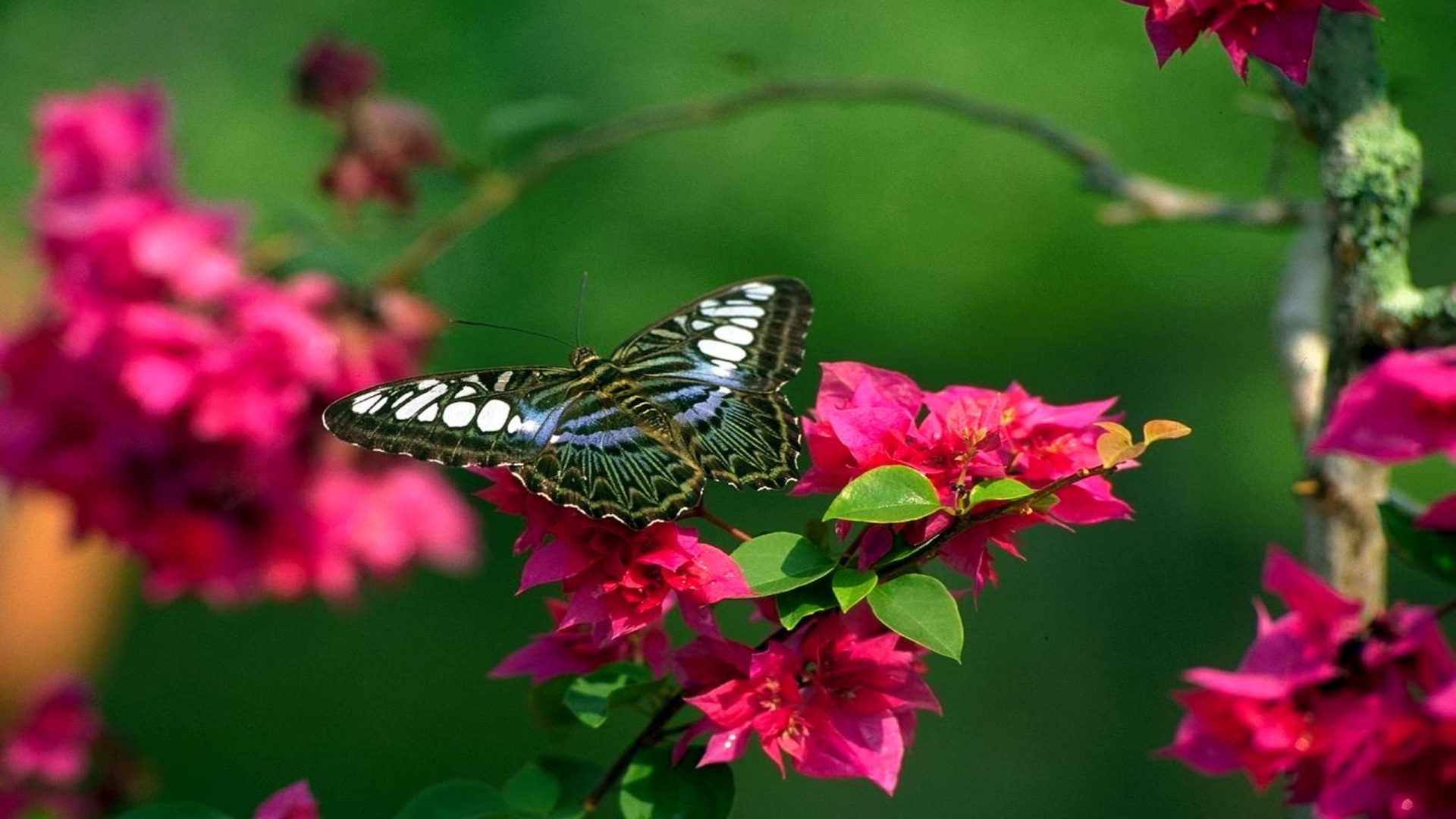 Обои цветок, природа, бабочка, насекомое, мотыльки и бабочки в разрешении 1920x1080