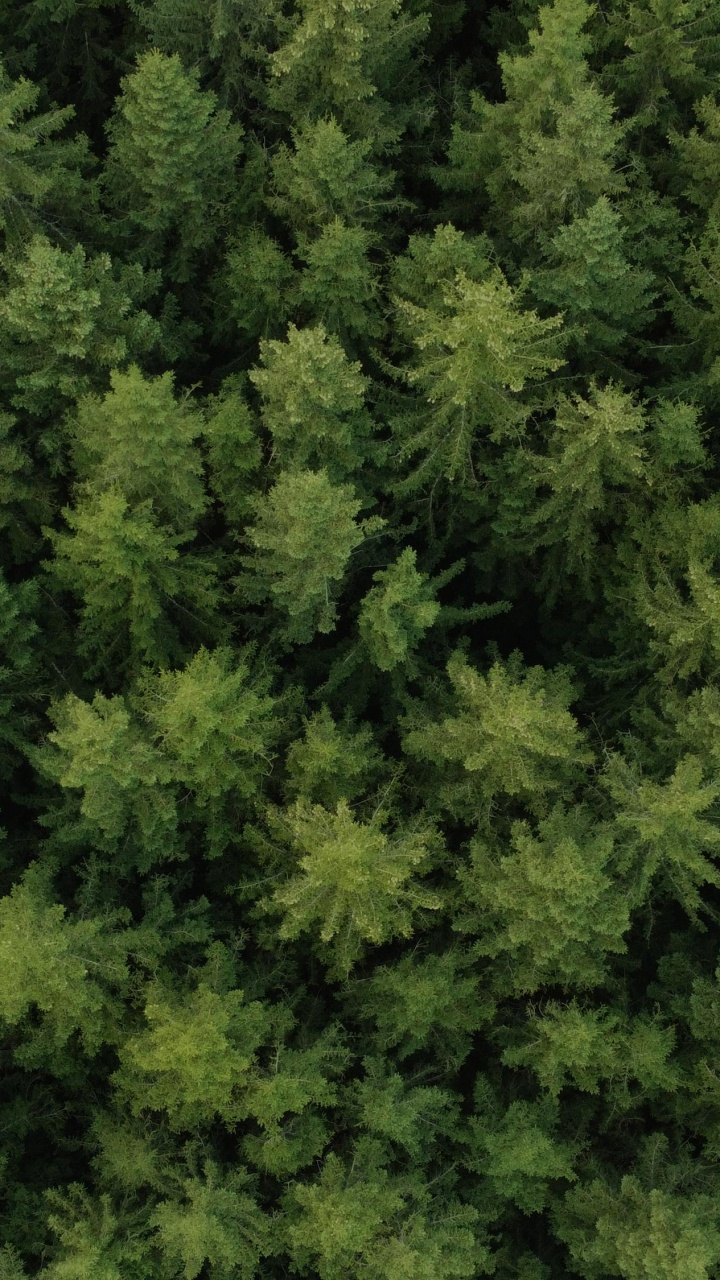 Обои растительность, дерево, ель, сосна, растение в разрешении 720x1280