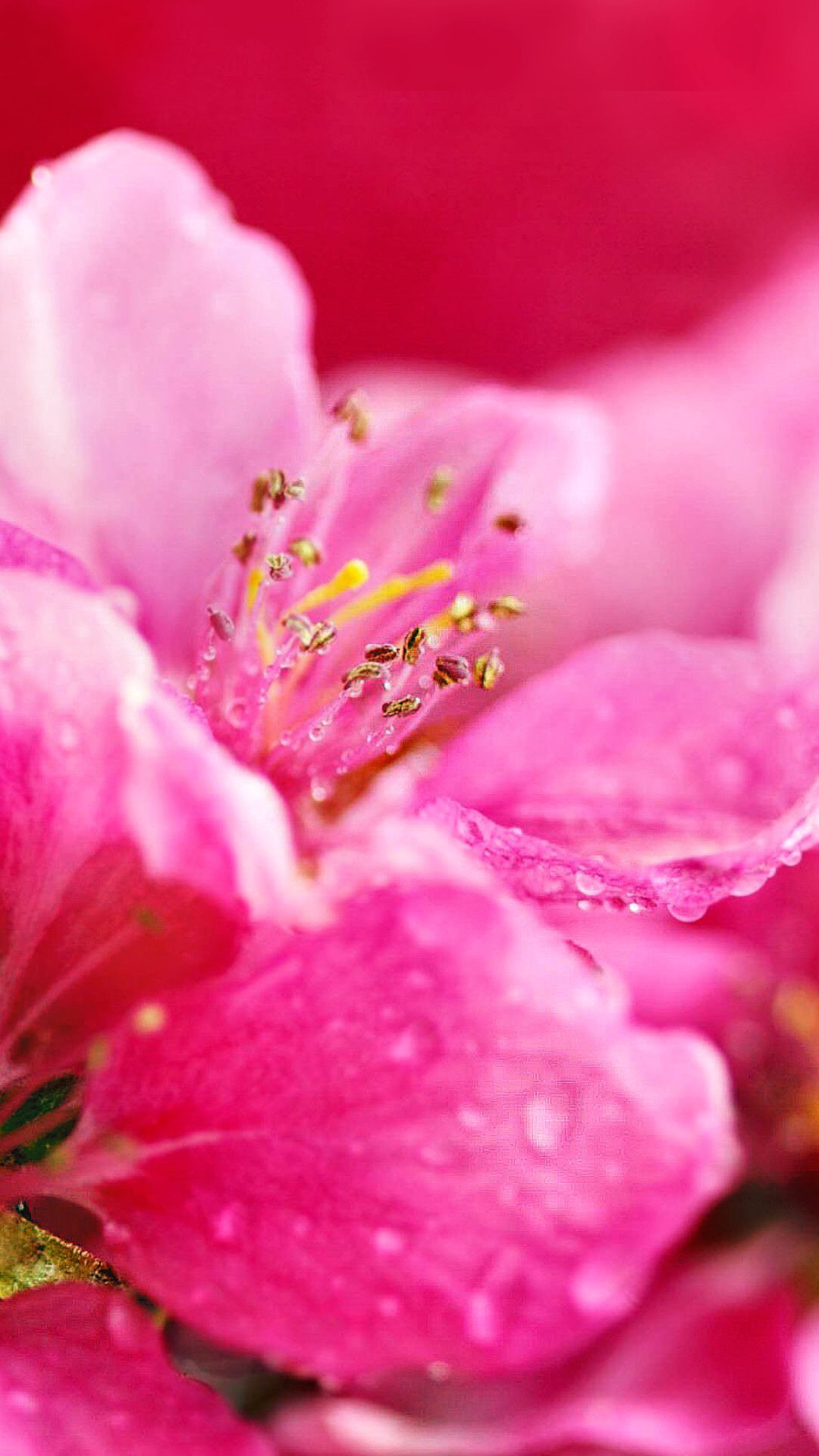 Обои цветок, растение, весна, расцвет, крупный план в разрешении 1080x1920