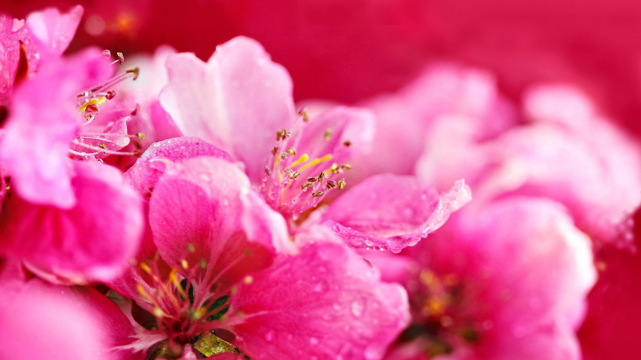 Обои цветок, растение, весна, расцвет, крупный план в разрешении 1280x720