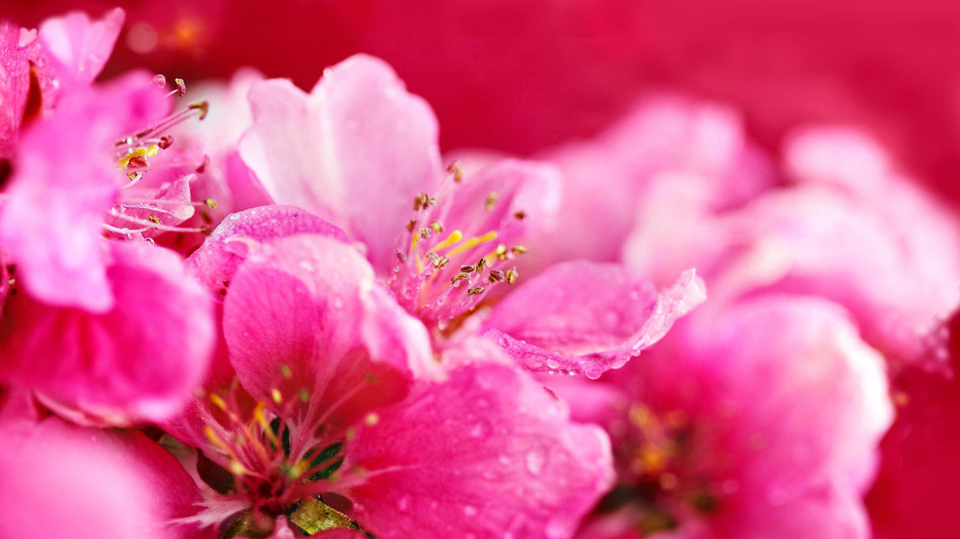 Обои цветок, растение, весна, расцвет, крупный план в разрешении 1366x768