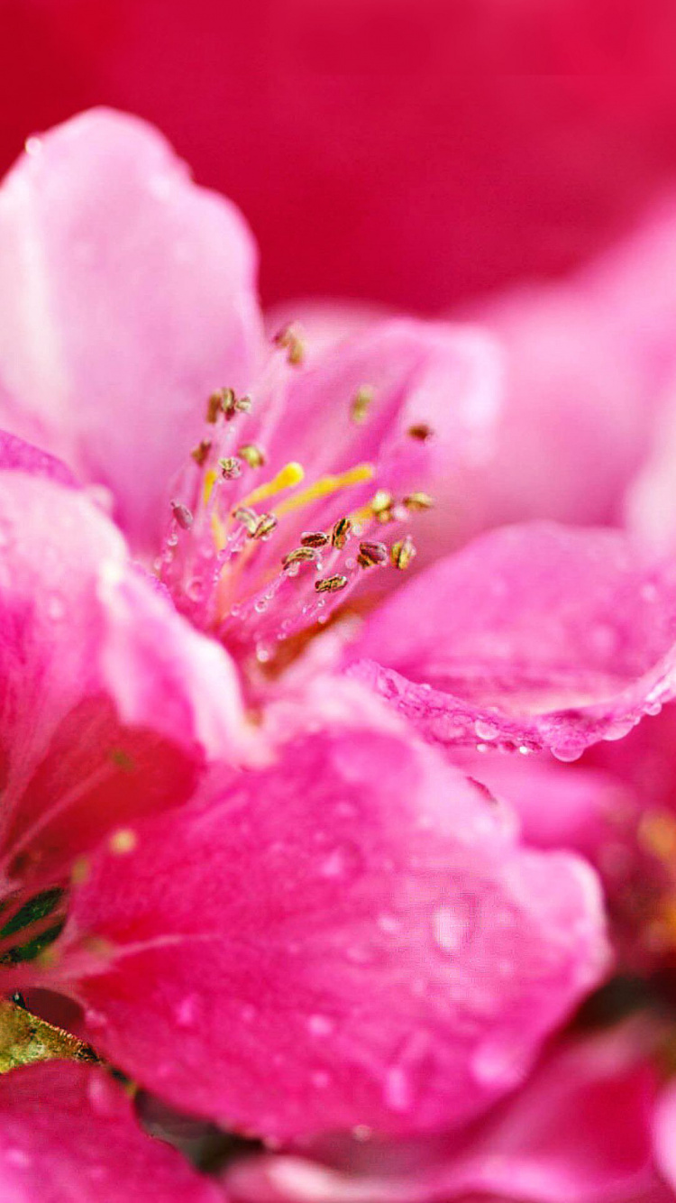 Обои цветок, растение, весна, расцвет, крупный план в разрешении 750x1334