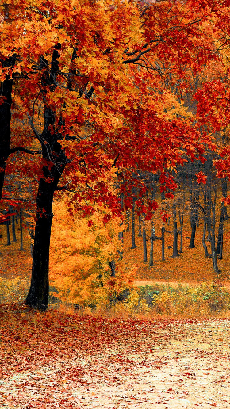 Обои осень, сезон, лето, дерево, лист в разрешении 750x1334