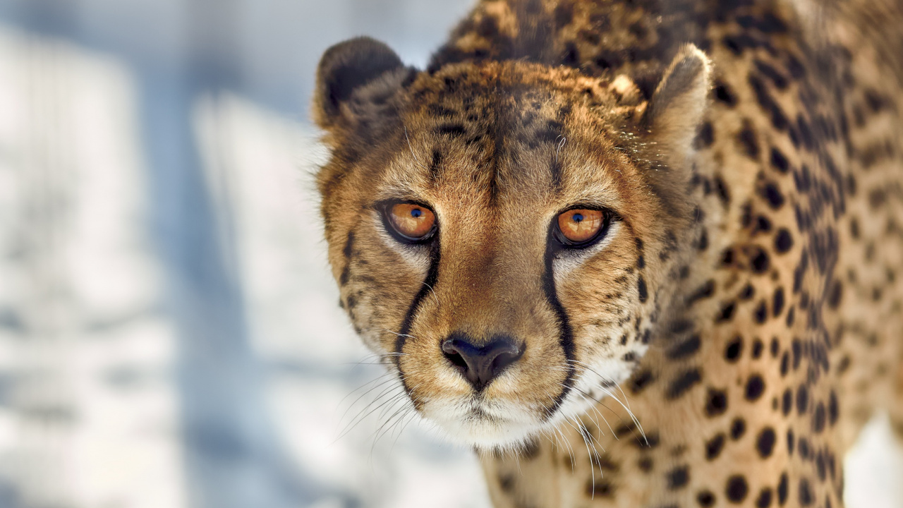 Обои Гепард, наземные животные, живая природа, кошачьих, бакенбарды в разрешении 1280x720