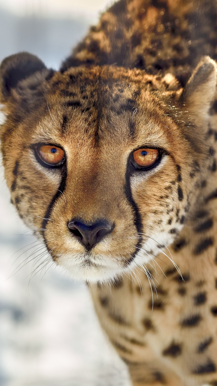 Обои Гепард, наземные животные, живая природа, кошачьих, бакенбарды в разрешении 720x1280