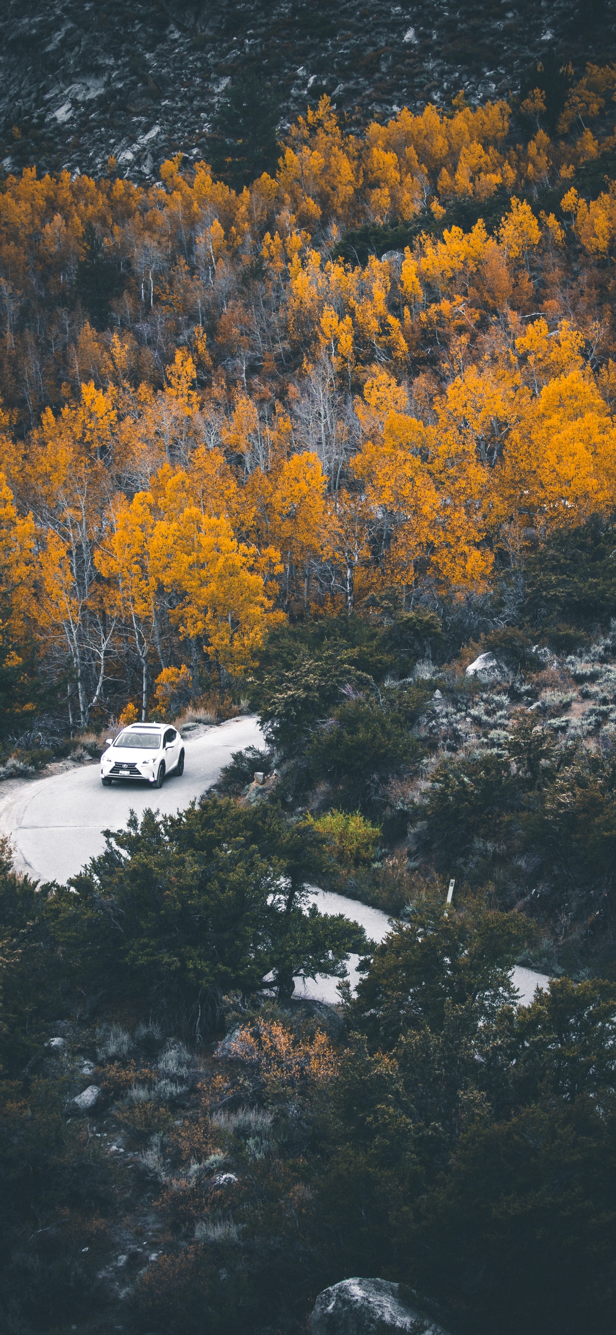 Обои отражение, дерево, природа, лист, вода в разрешении 1242x2688