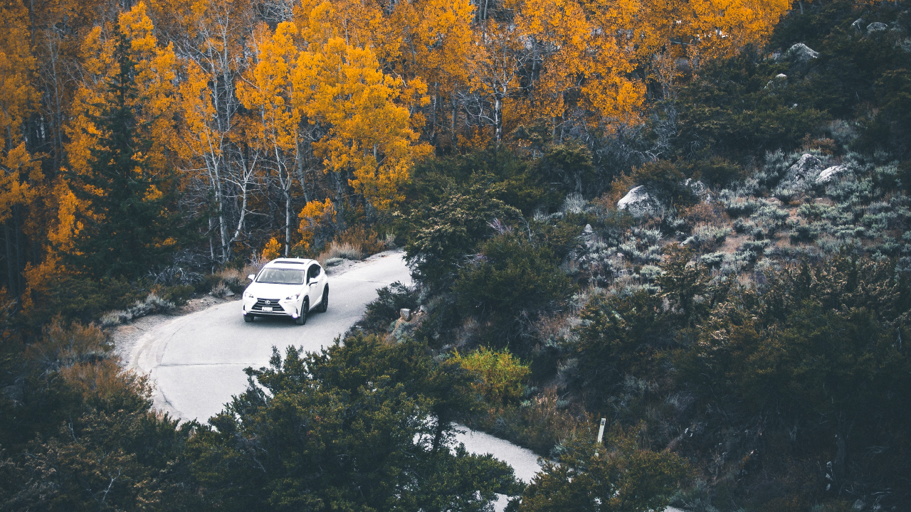 Обои отражение, дерево, природа, лист, вода в разрешении 1280x720