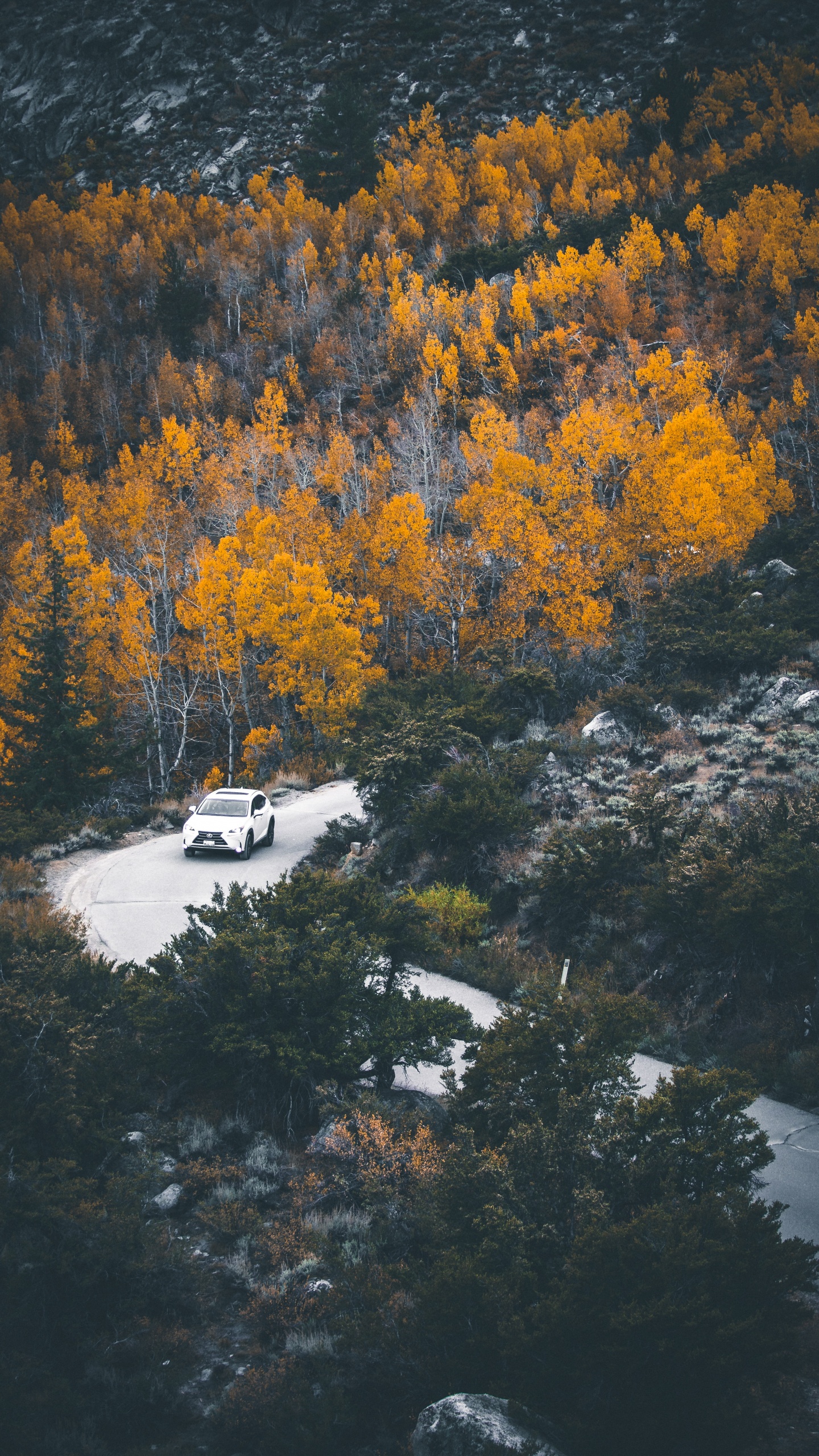 Обои отражение, дерево, природа, лист, вода в разрешении 1440x2560