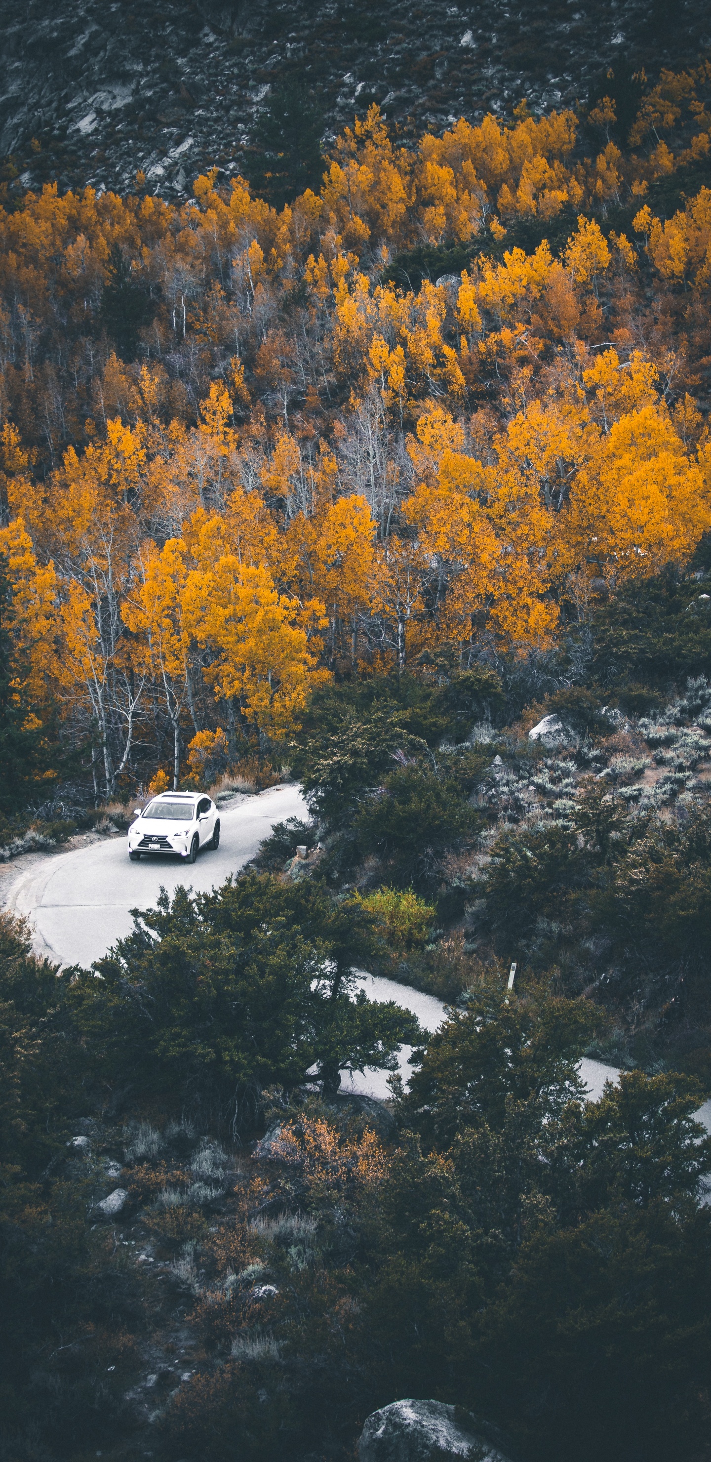 Обои отражение, дерево, природа, лист, вода в разрешении 1440x2960