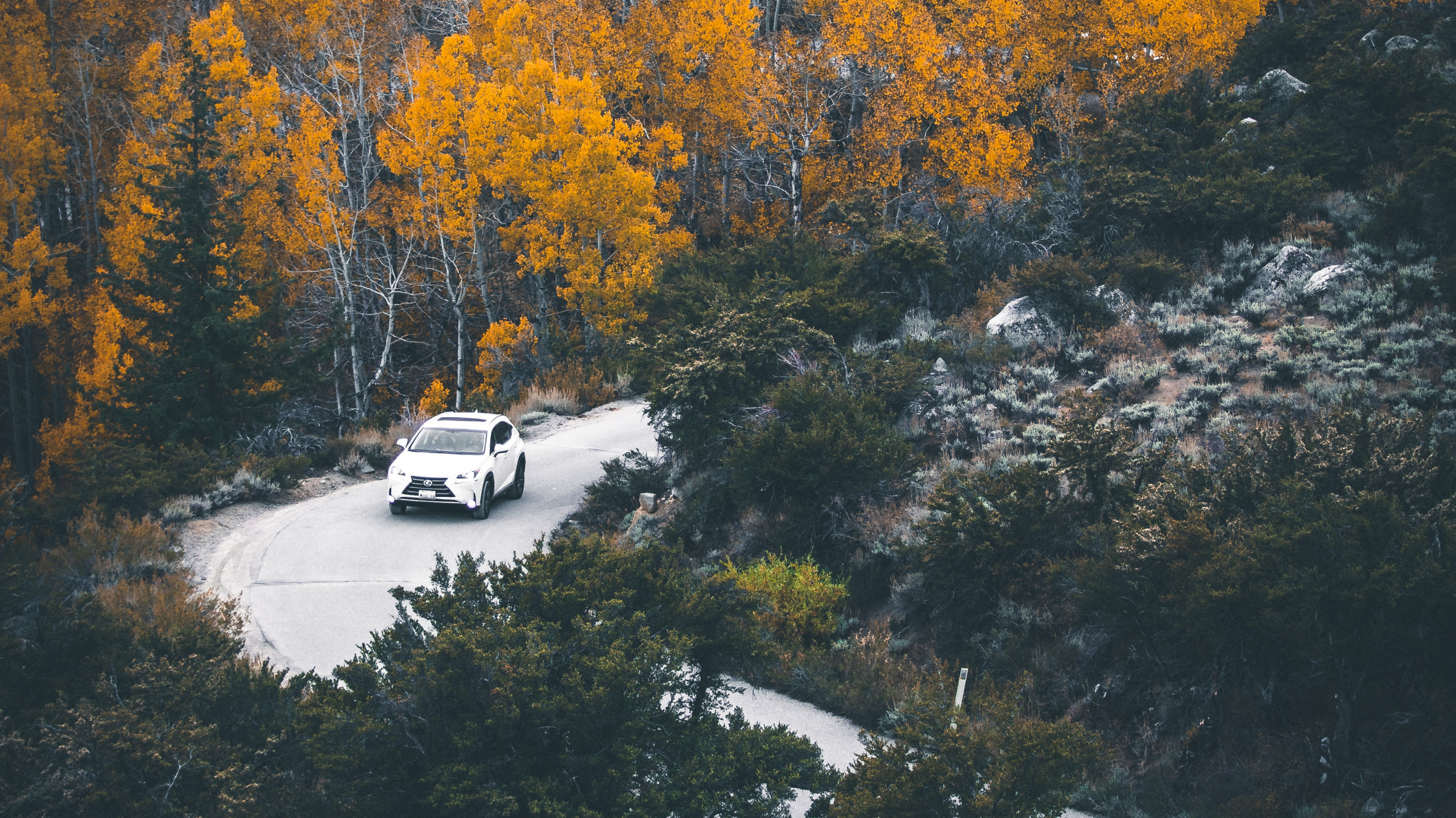 Обои отражение, дерево, природа, лист, вода в разрешении 2560x1440