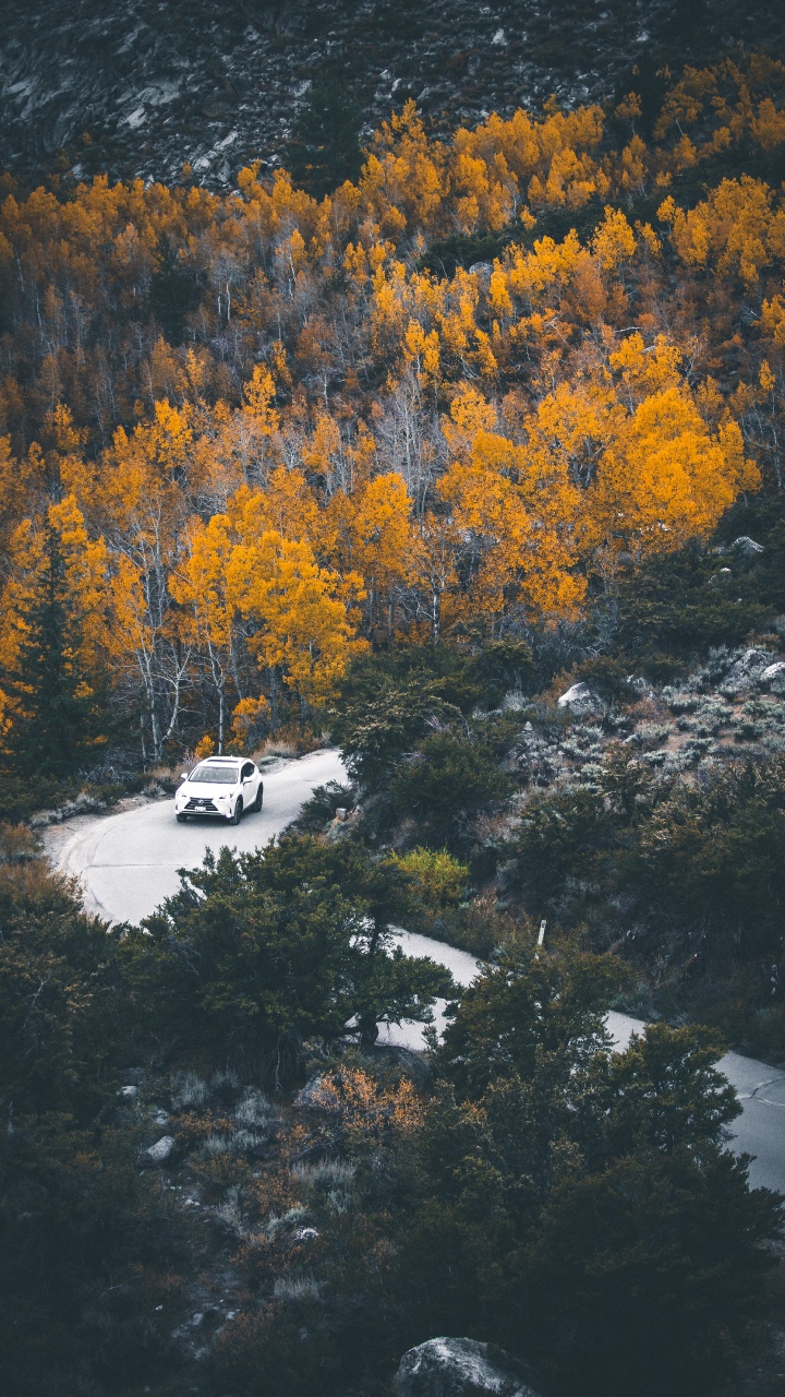 Обои отражение, дерево, природа, лист, вода в разрешении 720x1280