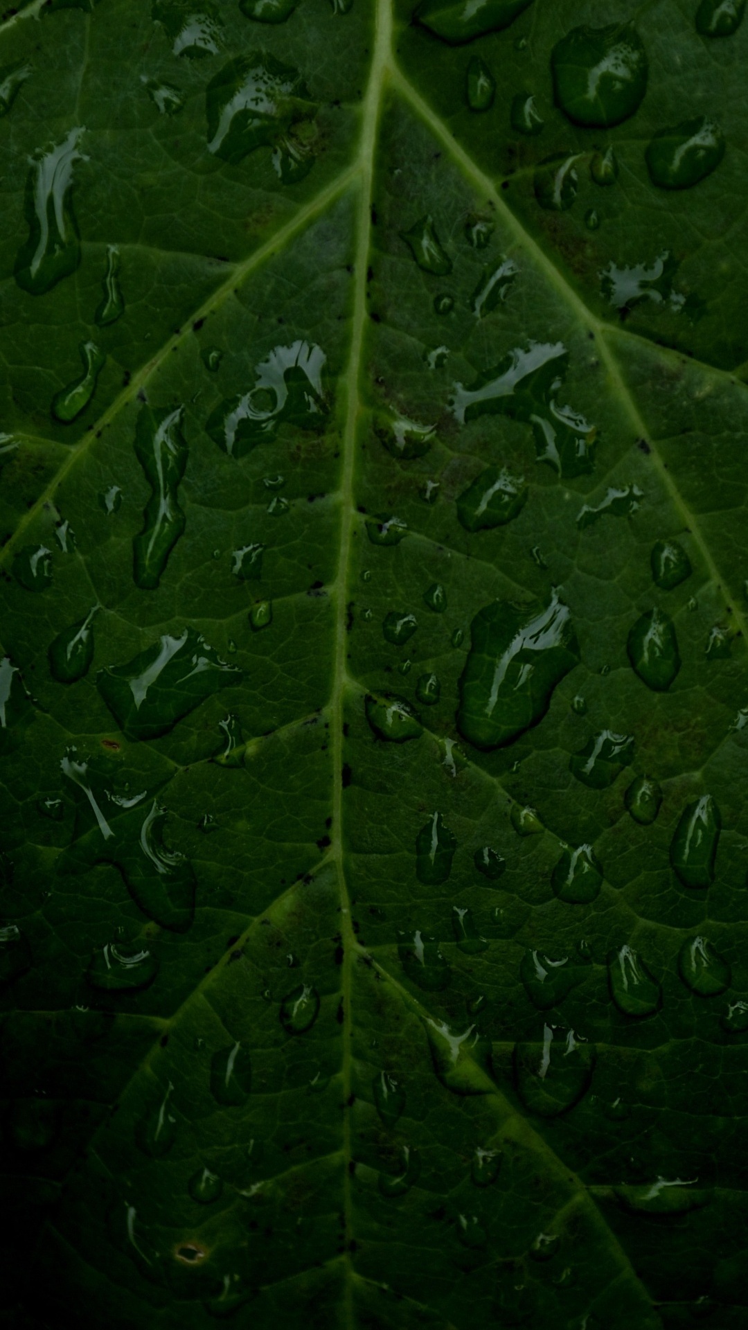 Обои лист, стебель растения, вода, цветок, растение в разрешении 1080x1920