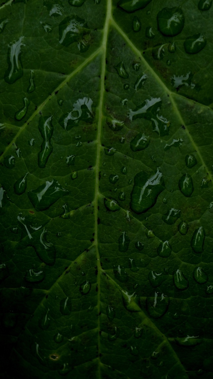 Обои лист, стебель растения, вода, цветок, растение в разрешении 720x1280