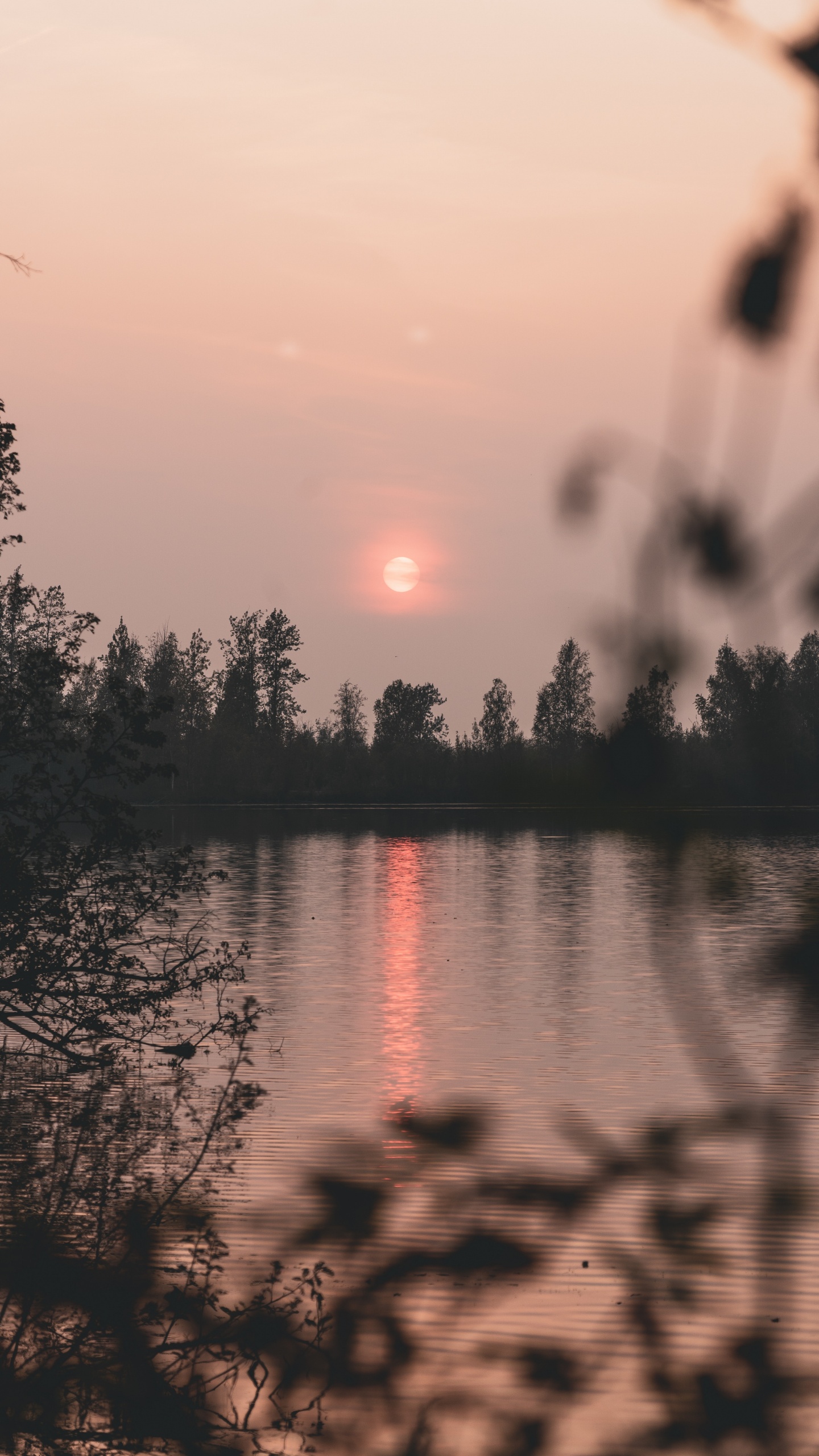 Обои природа, отражение, вода, дерево, восход солнца в разрешении 1440x2560