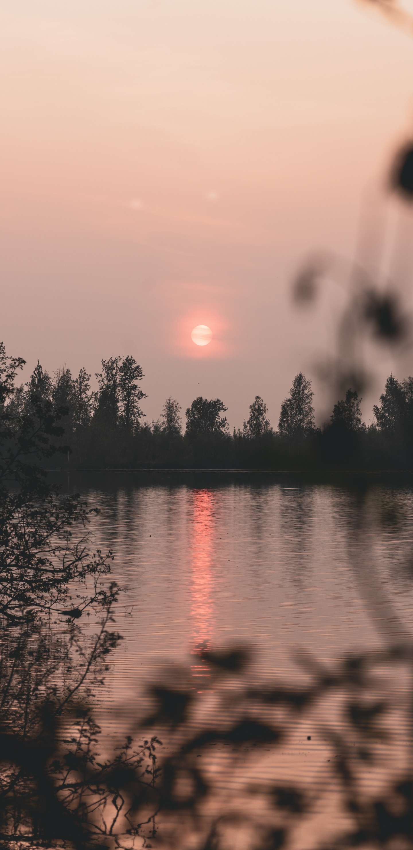 Обои природа, отражение, вода, дерево, восход солнца в разрешении 1440x2960