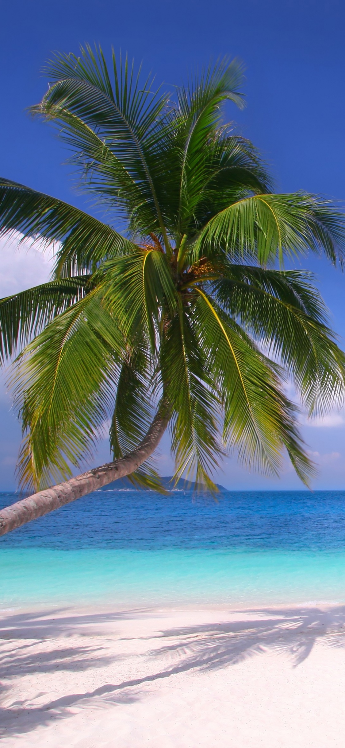 Обои море, тропическая зона, дерево, Пальма, Карибский бассейн в разрешении 1125x2436