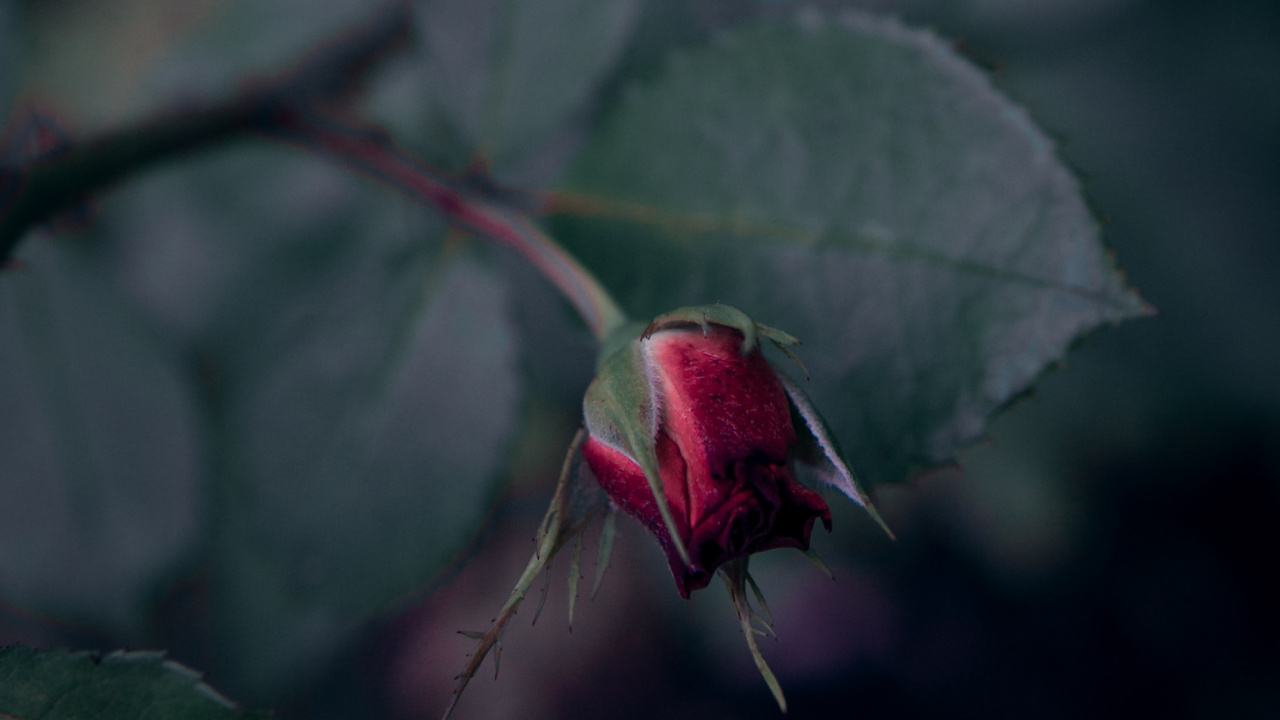 Обои цветок, красный цвет, лепесток, растение, цветковое растение в разрешении 1280x720