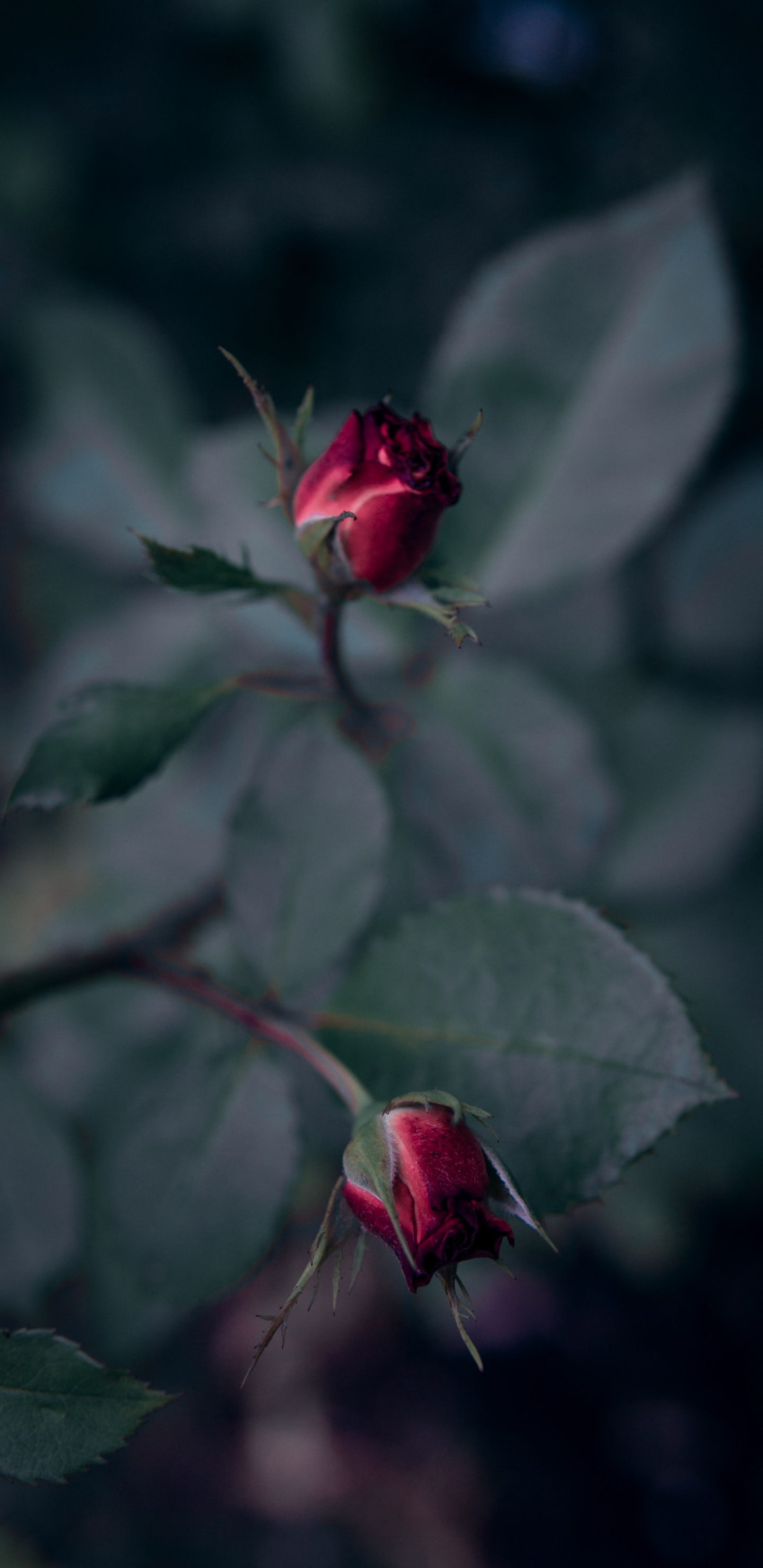 Обои цветок, красный цвет, лепесток, растение, цветковое растение в разрешении 1440x2960