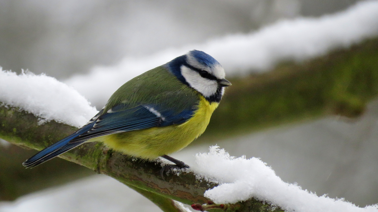 Обои Евразийская лазоревка, птица, клюв, сойка, певчая птица в разрешении 1280x720