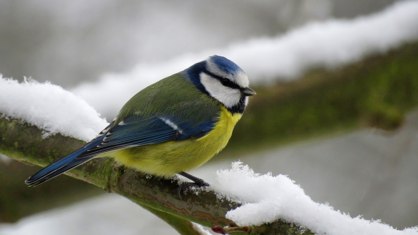 Обои Евразийская лазоревка, птица, клюв, сойка, певчая птица в разрешении 1366x768