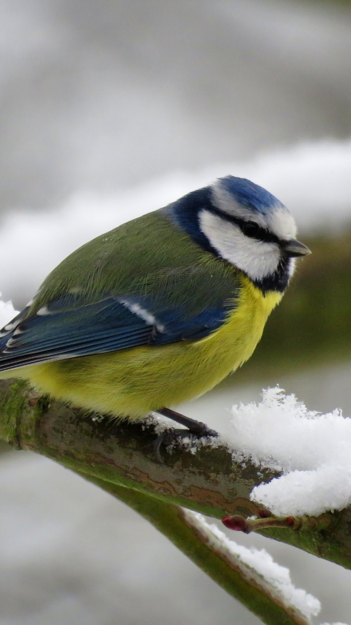 Обои Евразийская лазоревка, птица, клюв, сойка, певчая птица в разрешении 720x1280