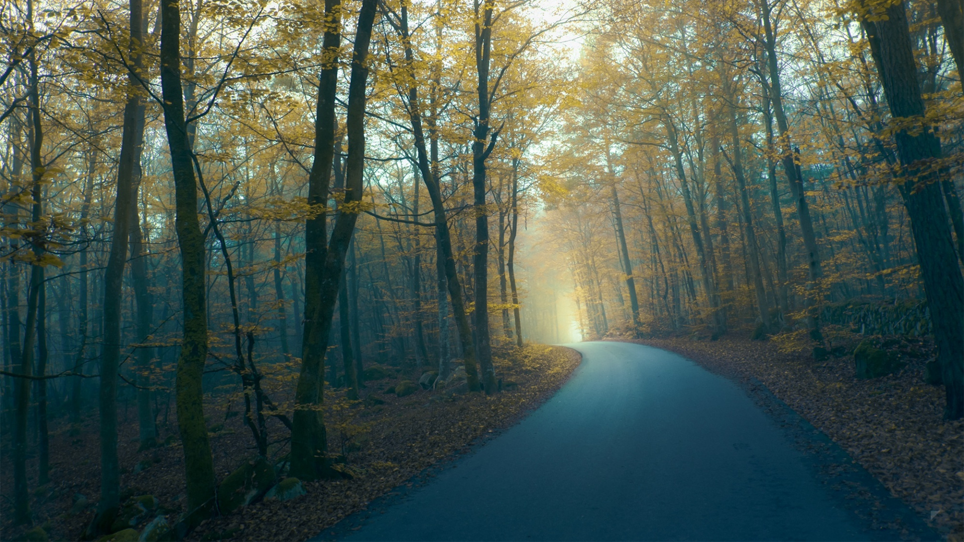 Обои дерево, лес, природа, солнечный свет, осень в разрешении 1920x1080