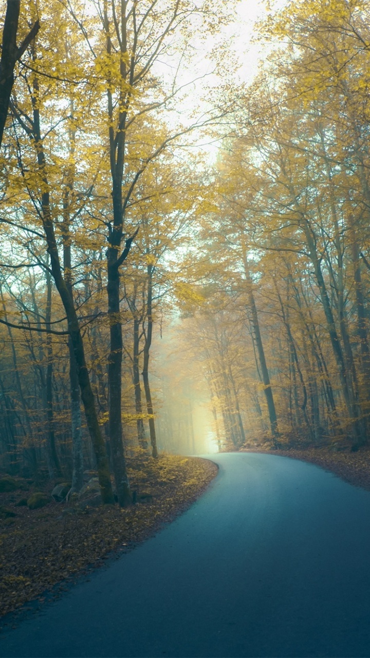 Обои дерево, лес, природа, солнечный свет, осень в разрешении 720x1280