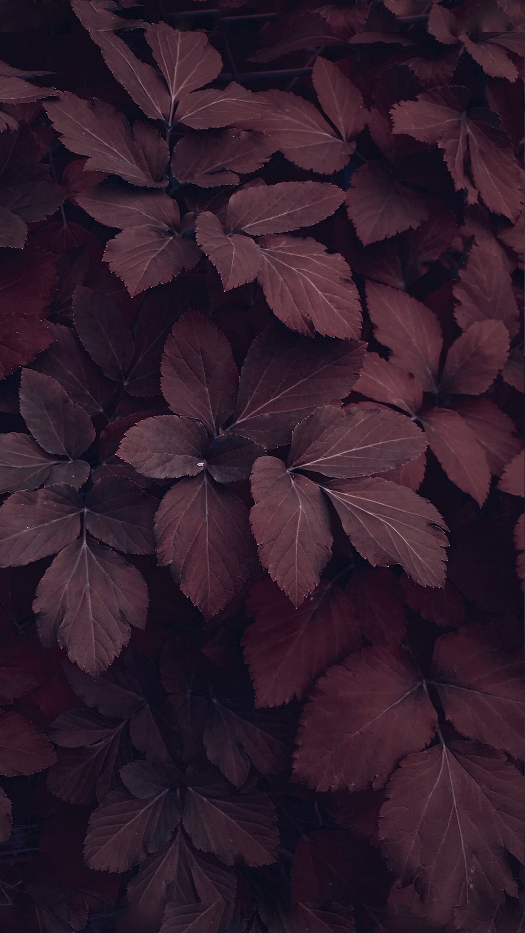 Обои бордовые, Бургундия, эстетика, растение, лепесток в разрешении 1080x1920
