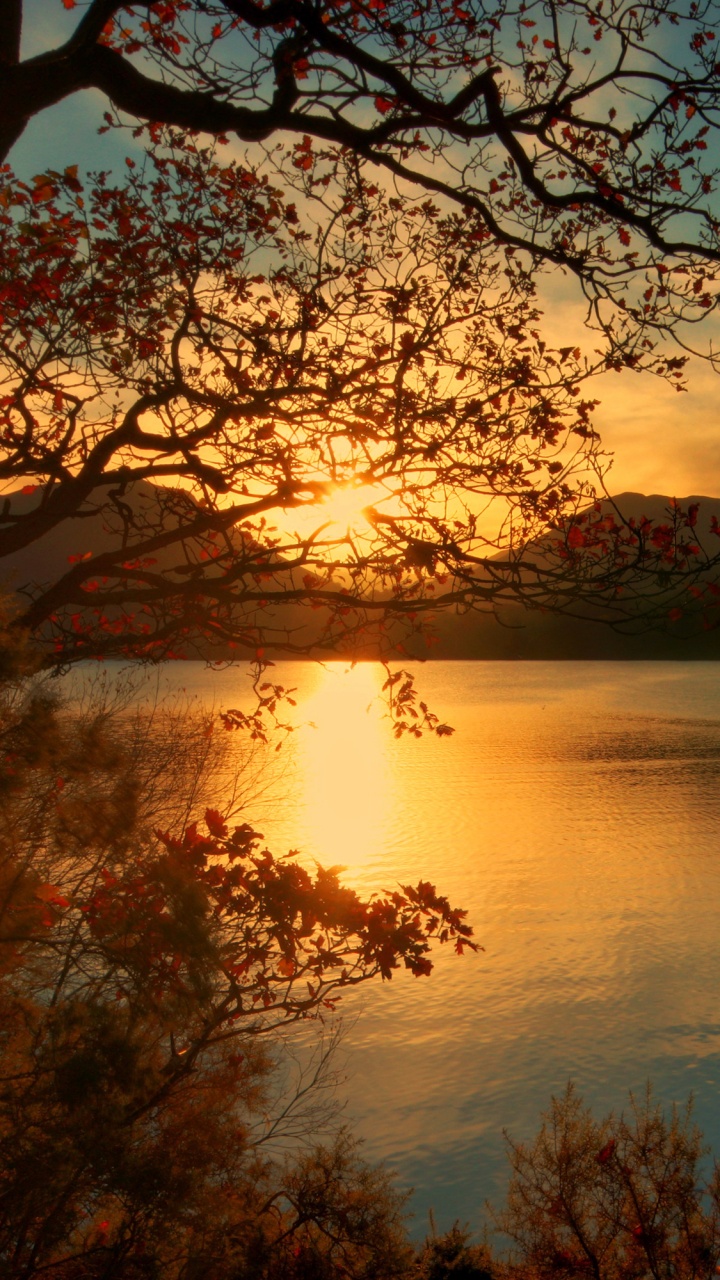 Обои природа, отражение, лист, утро, восход солнца в разрешении 720x1280