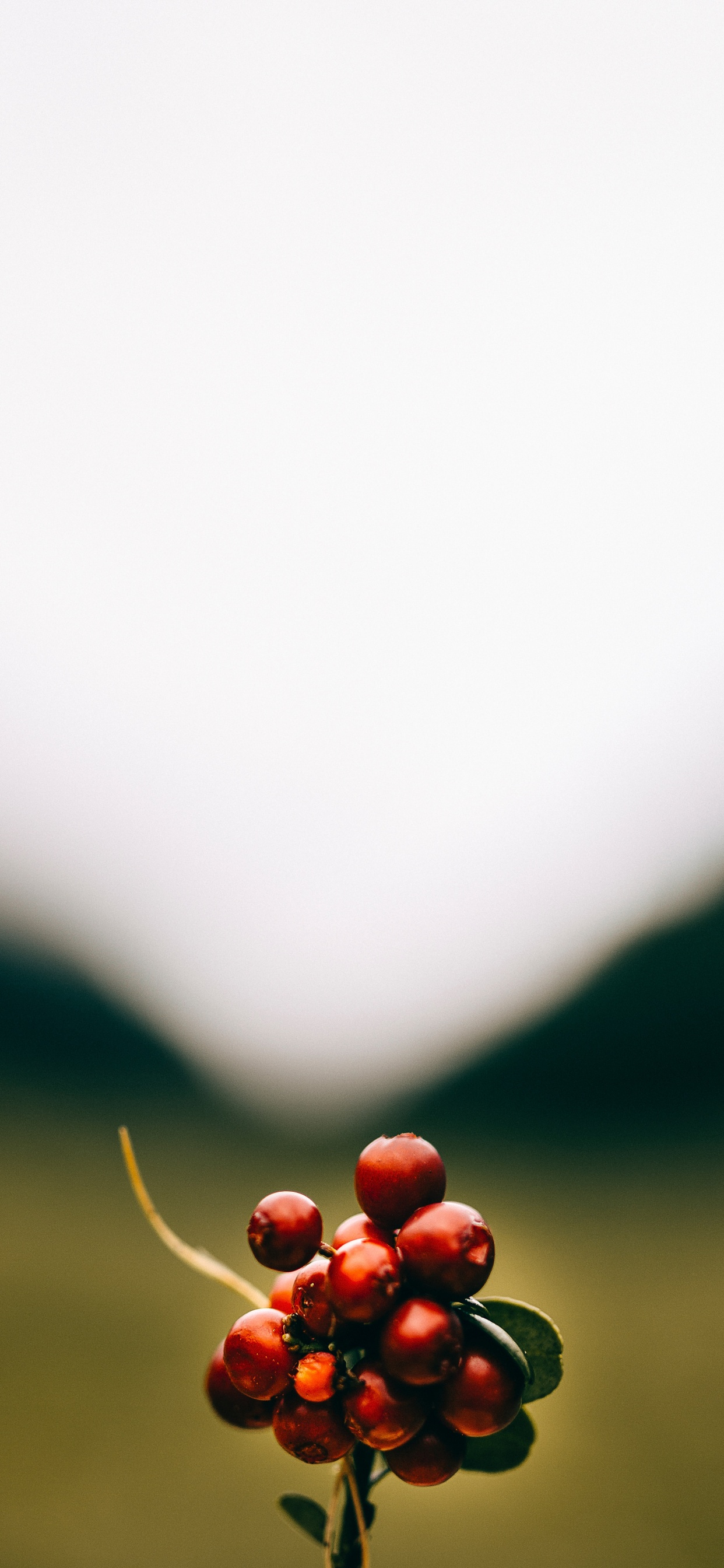 Обои фрукты, красный цвет, зеленый, растение, цветок в разрешении 1242x2688