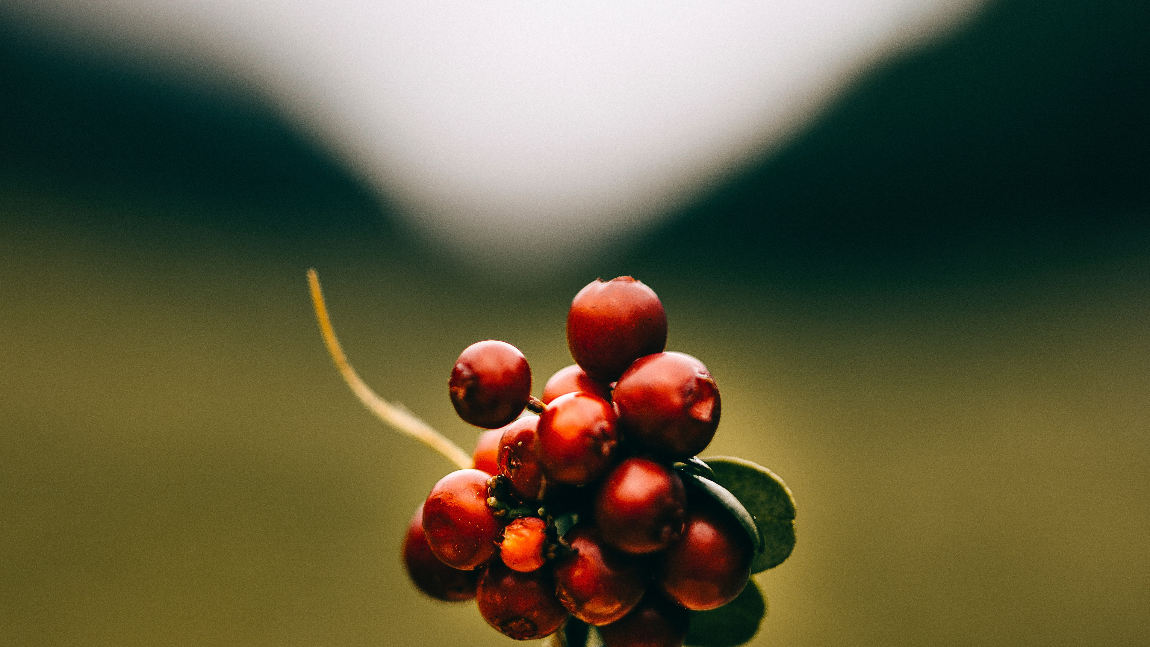 Обои фрукты, красный цвет, зеленый, растение, цветок в разрешении 3840x2160