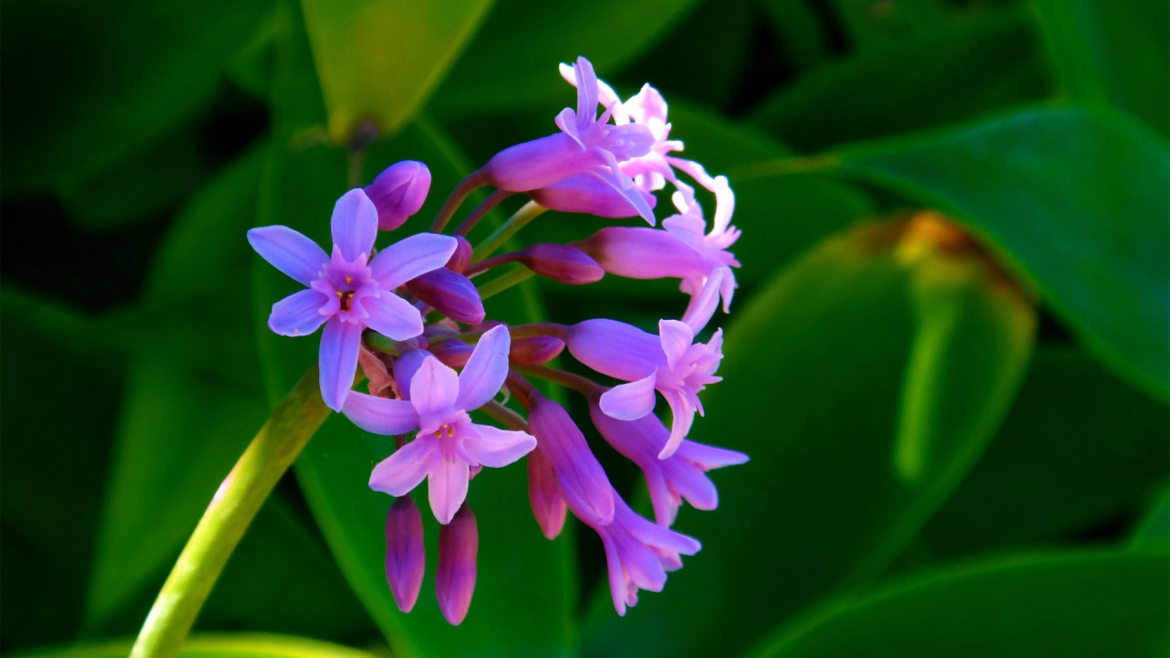 Обои лепесток, цветковое растение, растение, Роза, розовые цветы в разрешении 1280x720