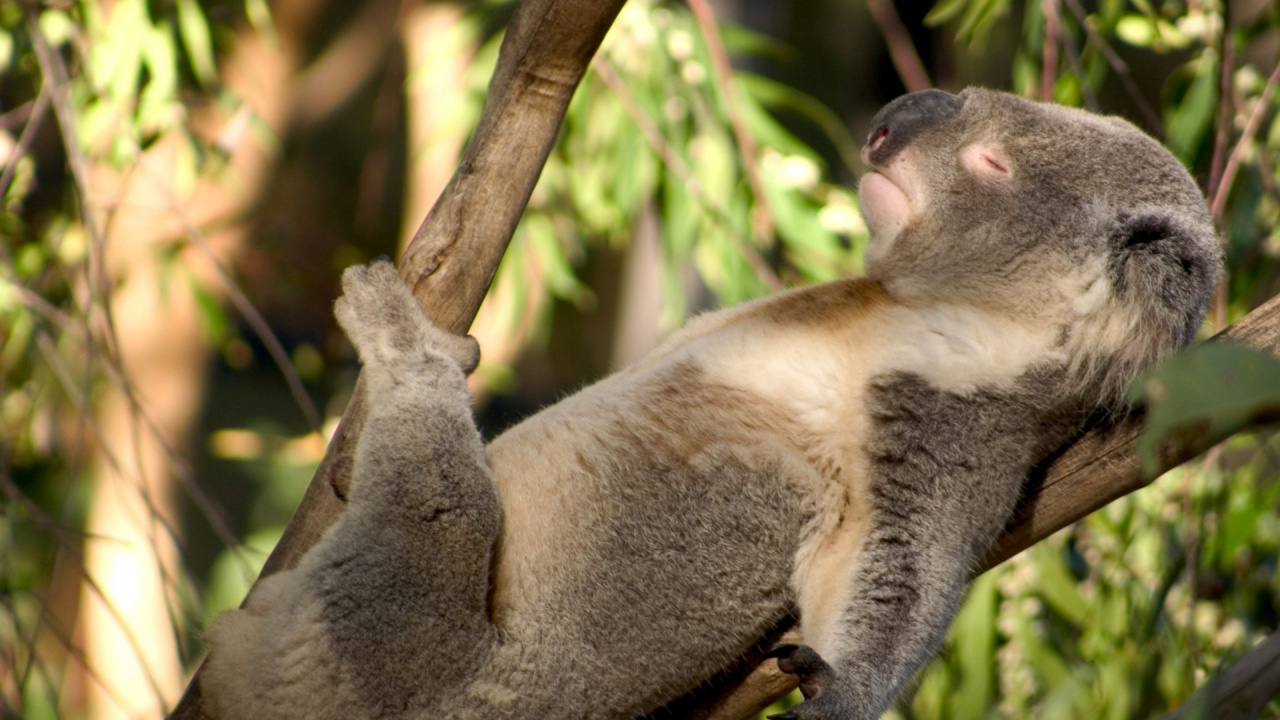 Обои Коала, живая природа, морда, сумчатое животное, наземные животные в разрешении 1280x720