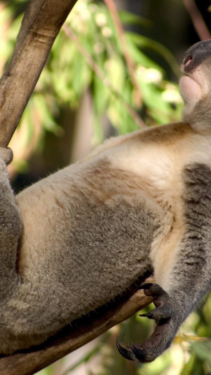 Обои Коала, живая природа, морда, сумчатое животное, наземные животные в разрешении 720x1280