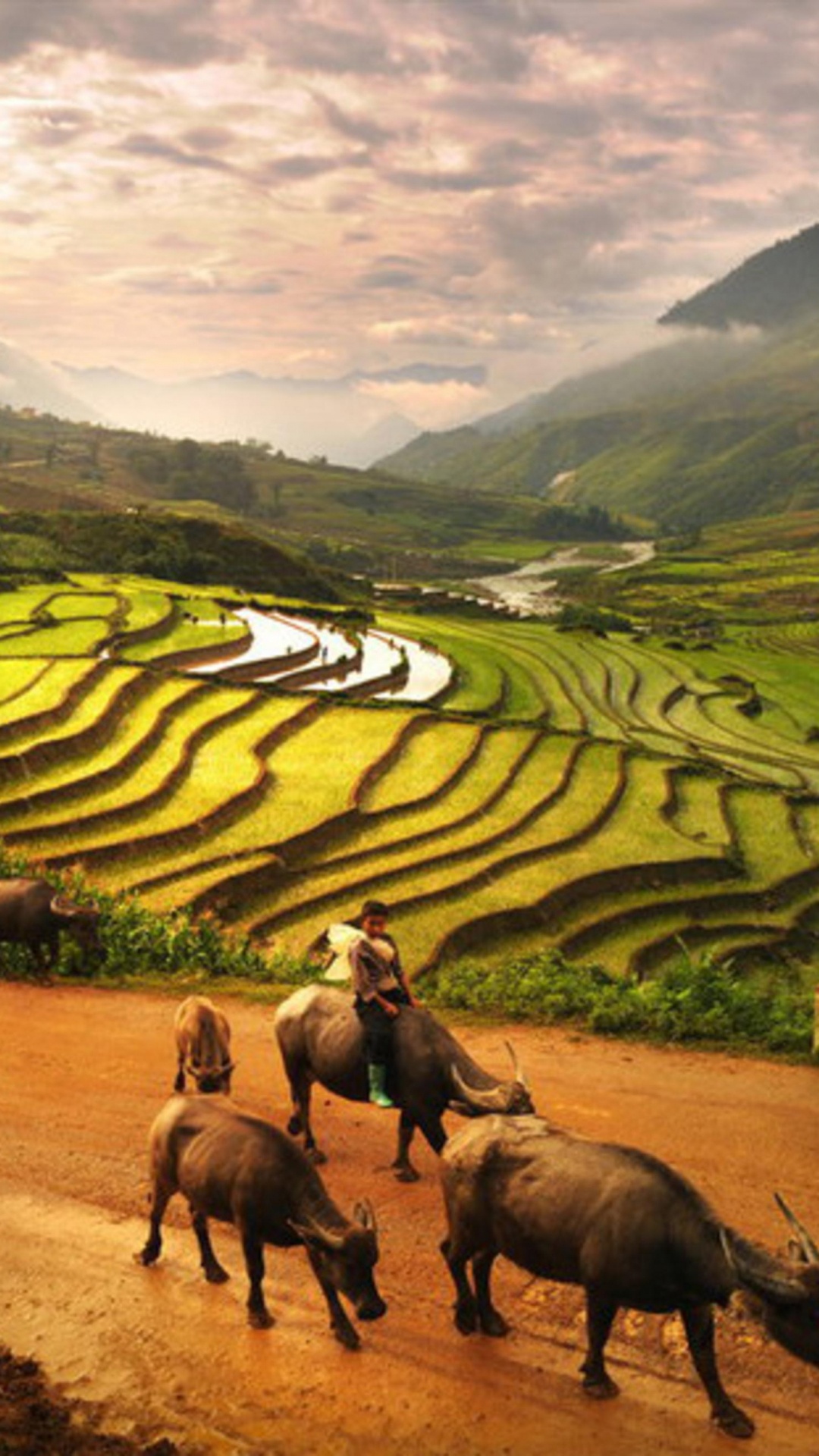 Обои Шапа, сенокосное угодье, выгон, пейзаж, сельский район в разрешении 1080x1920